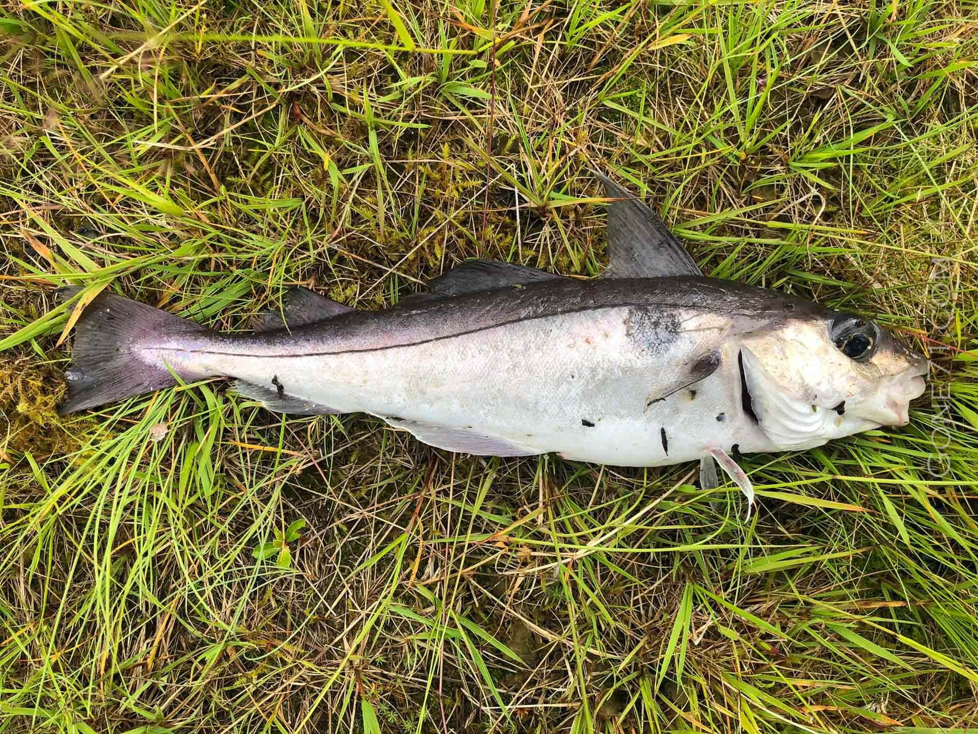 Haddock, silver fish, dark back, Full HD Desktop Wallpaper
