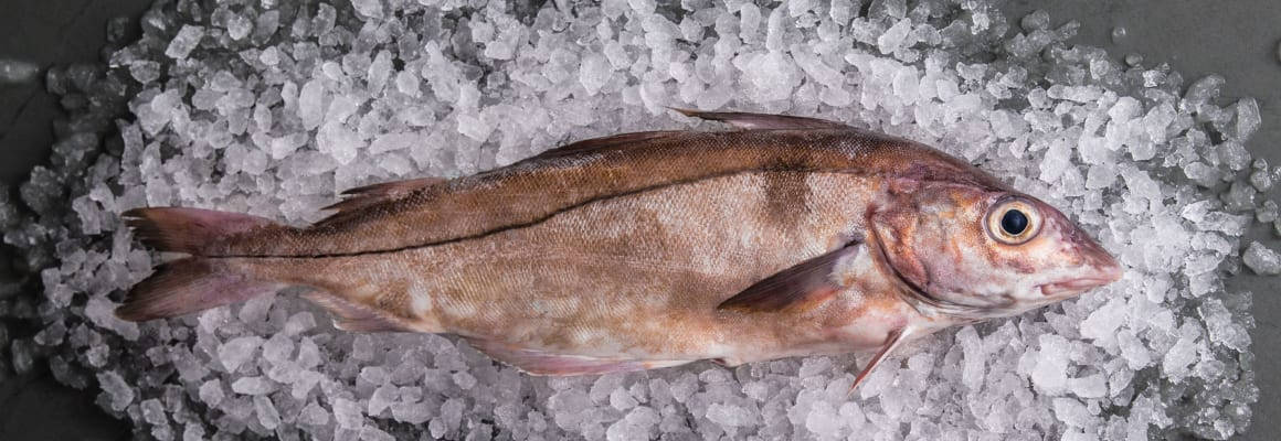Haddock, fresh fish, crushed ice, SD Desktop Wallpaper
