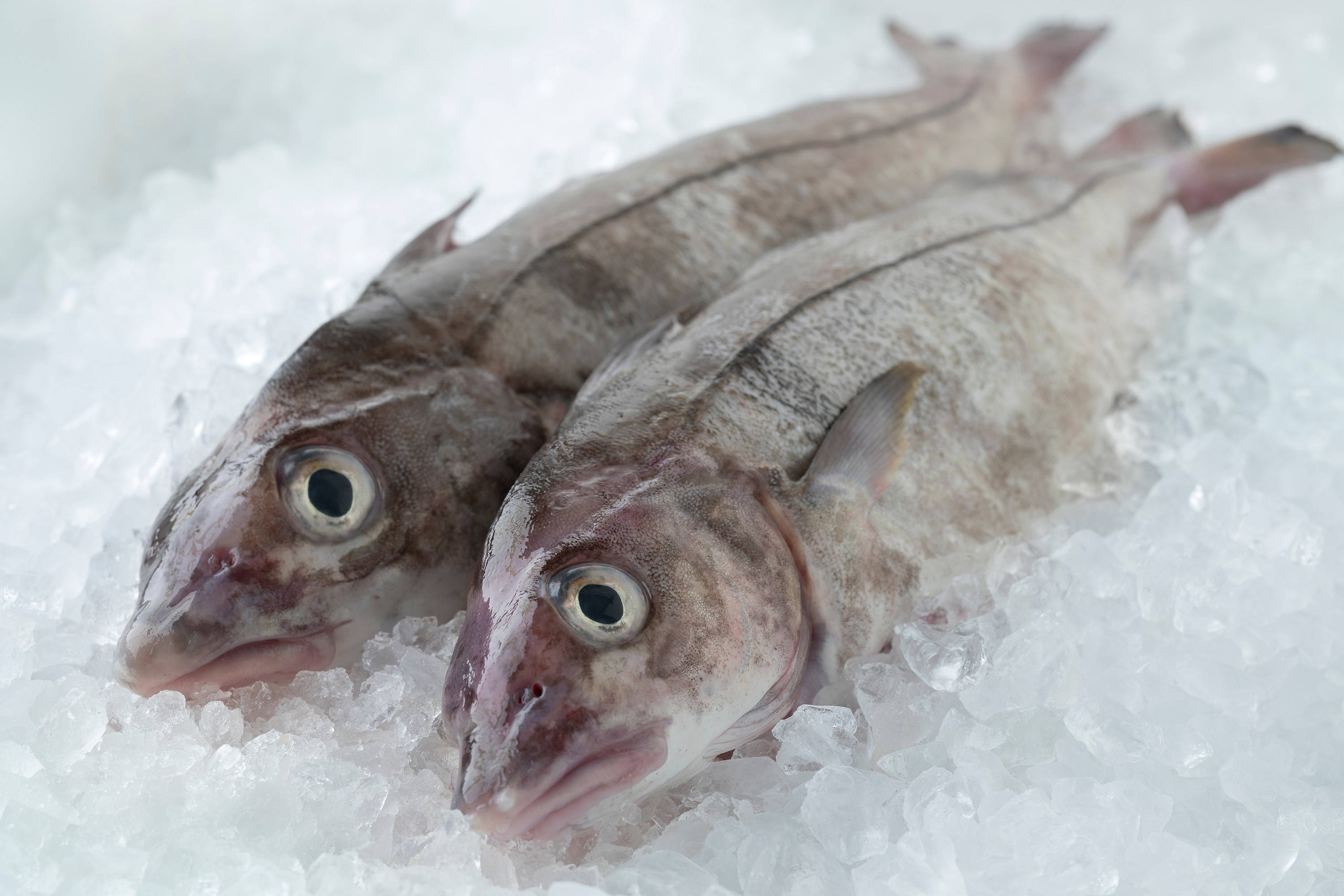 frozen haddock, fish, wide eyes, 2K Desktop Wallpaper