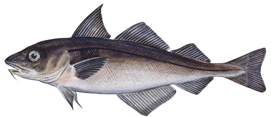 Haddock, cod fish, dark dorsal sides, SD Desktop Wallpaper