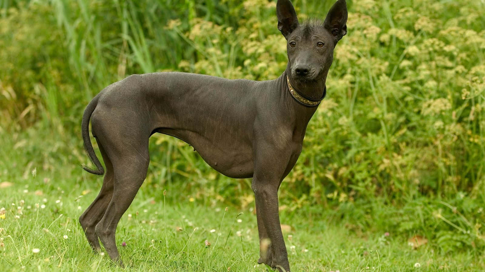hairless black dog, sunlit grassy field, wildflowers, HD Desktop Wallpaper