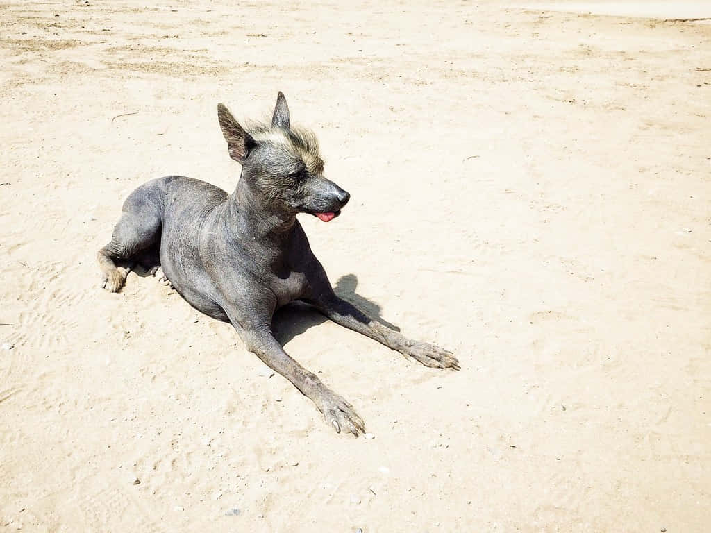 hairless dog, tuft of fur on its head, sunlit sand, SD Desktop Wallpaper