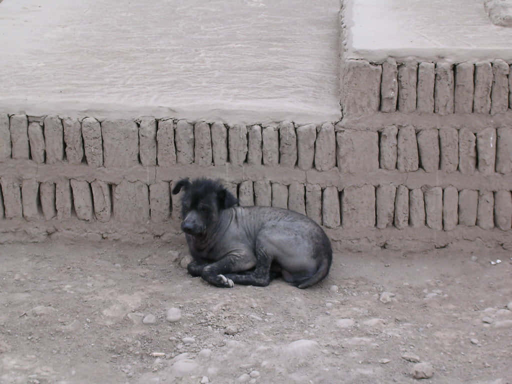 hairless dog, black, rustic mud brick wall, SD Desktop Wallpaper