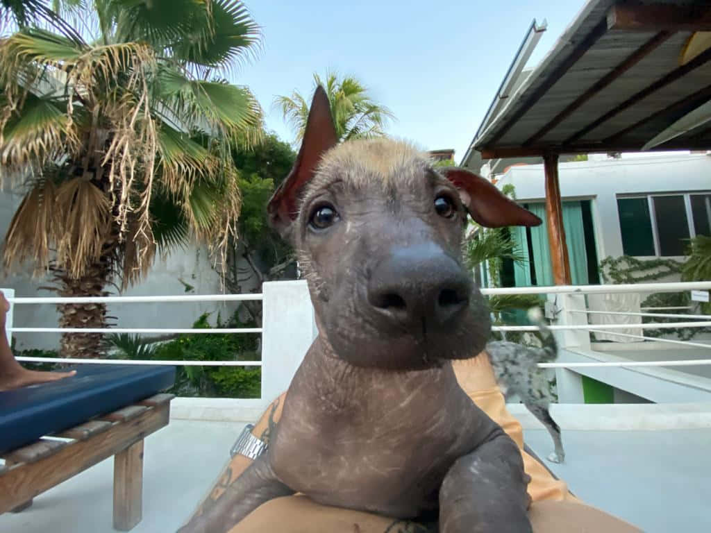 hairless dog, large ears, dark eyes, SD Desktop Wallpaper