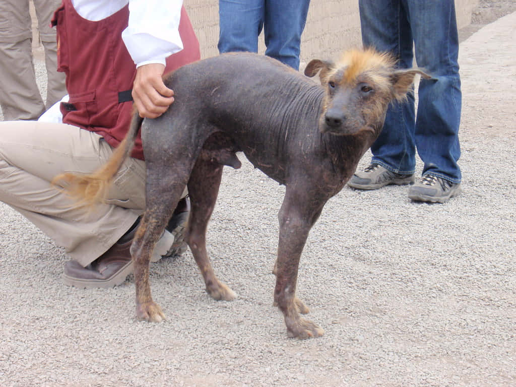 hairless dog, tuft of orange fur, gravel, SD Desktop Wallpaper