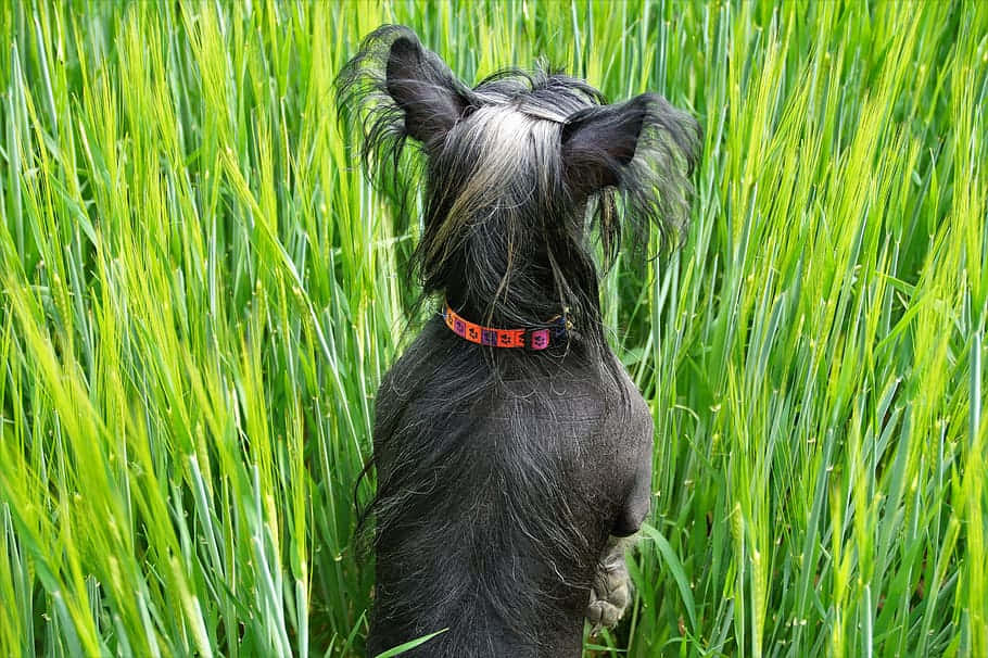 hairless dog, black dog, colorful collar, SD Desktop Wallpaper
