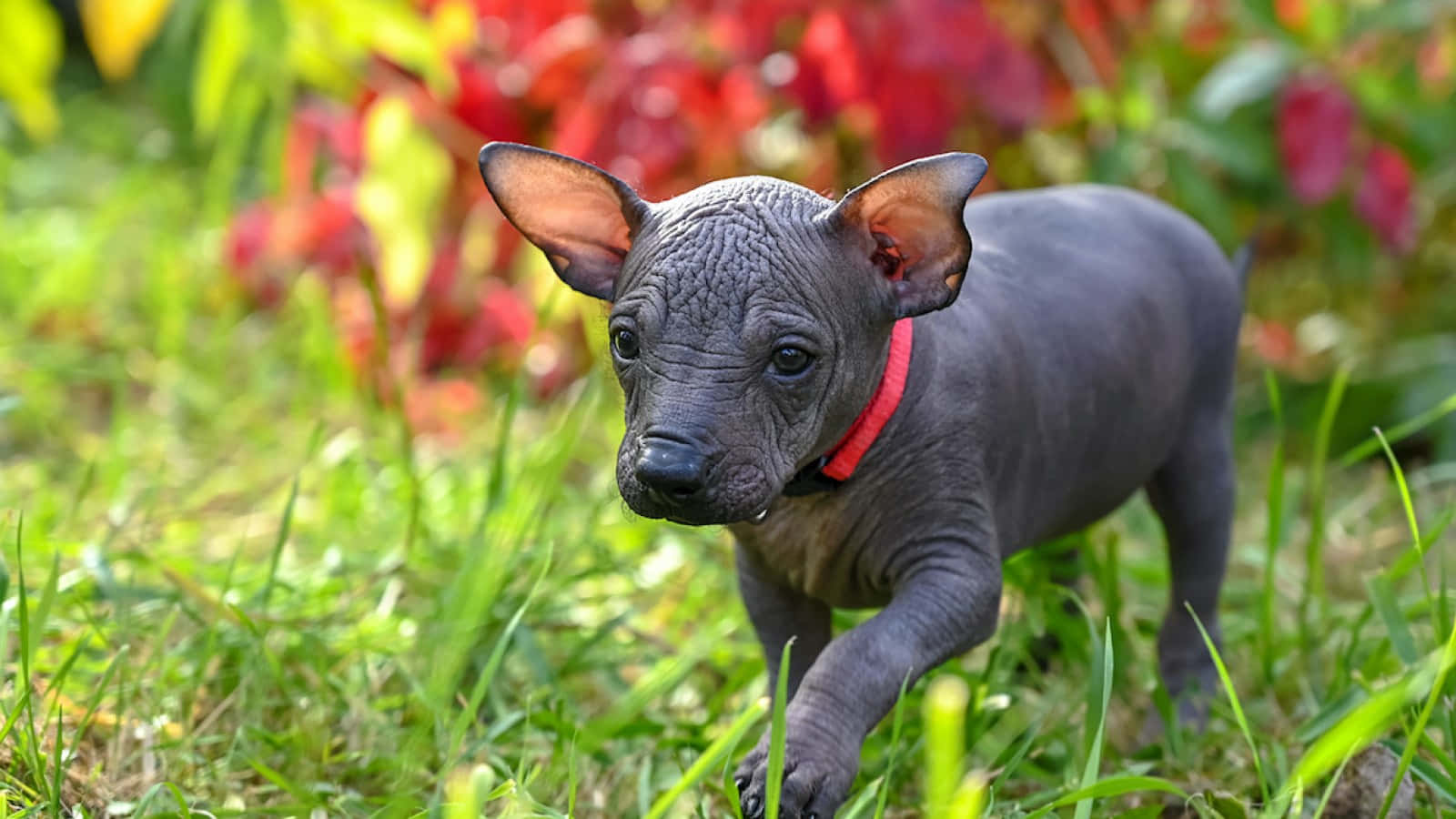 hairless dog, wrinkled gray skin, big ears, HD Desktop Wallpaper