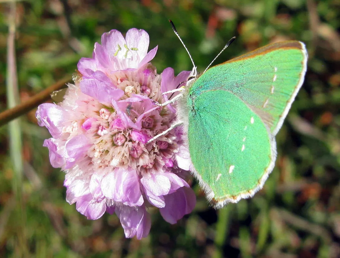 Hairstreak Butterfly