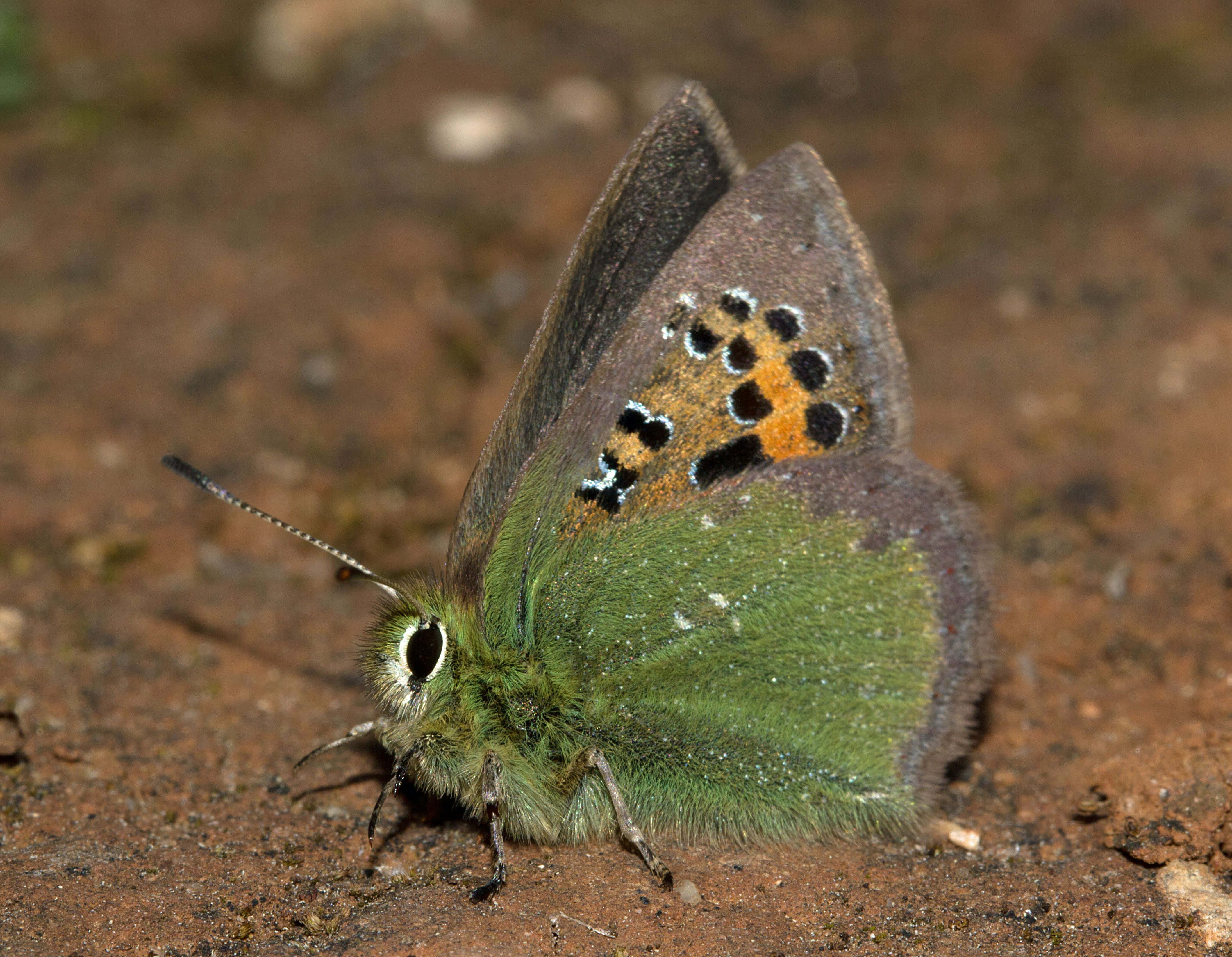 green hairstreak butterfly, reddish-brown soil, orange and black spots, 4K Desktop Wallpaper
