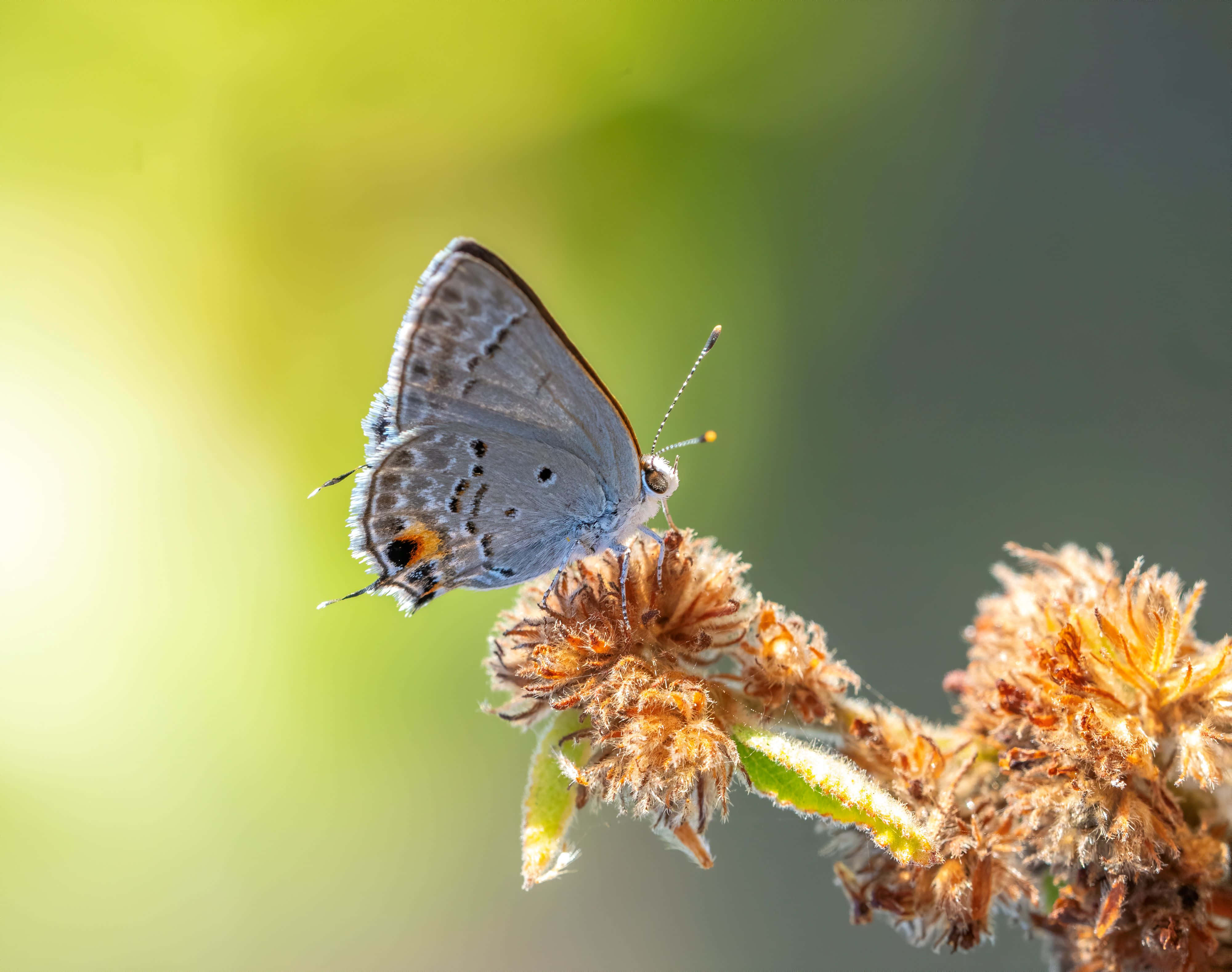 Hairstreak Butterfly, flower buds, gray butterfly, 4K Desktop Wallpaper