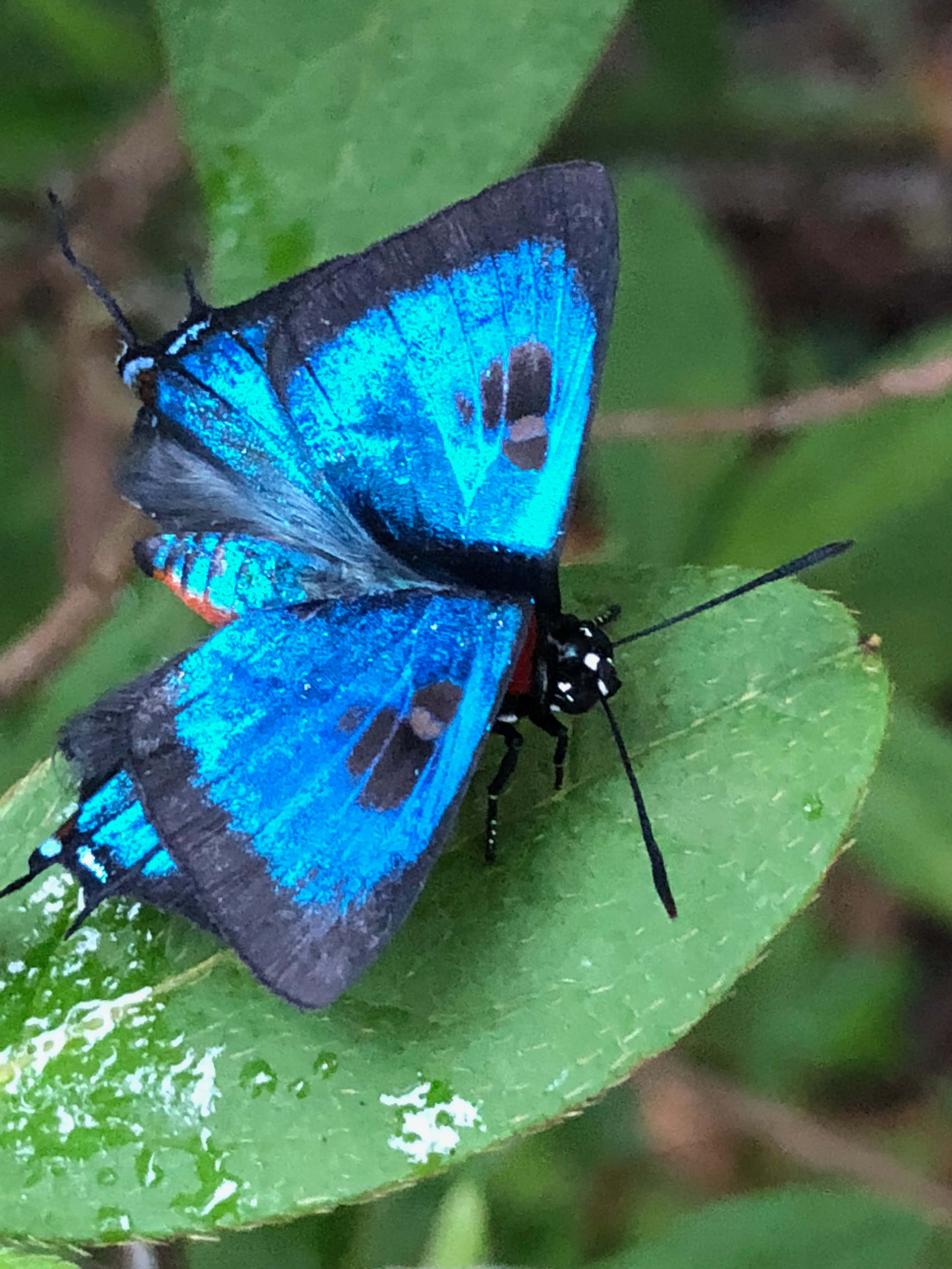 vibrant blue hairstreak butterfly, black edges, red accents, 4K Phone Wallpaper