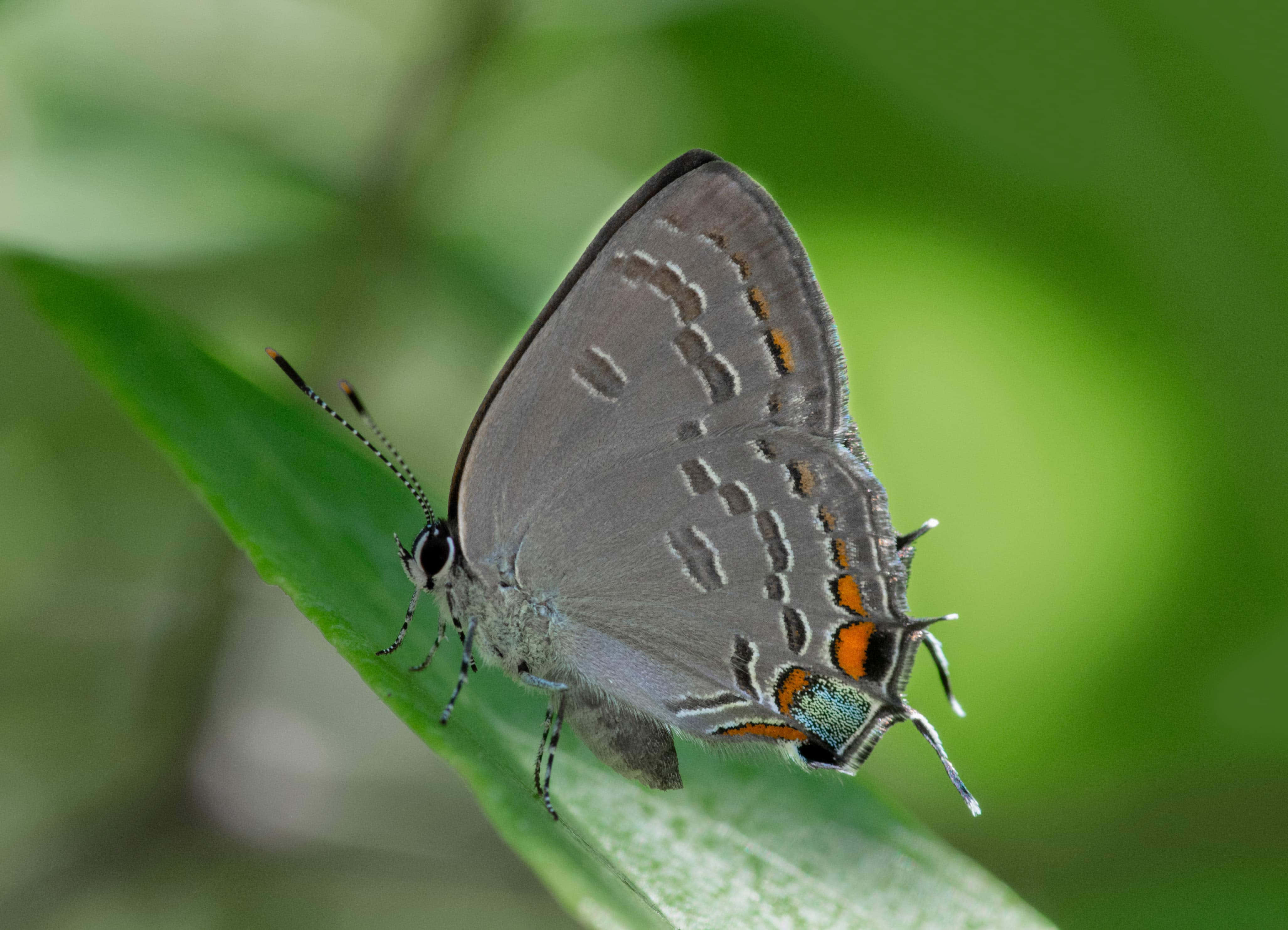 Gray Hairstreak Butterfly, orange and teal accents, vibrant green leaf, 4K Desktop Wallpaper