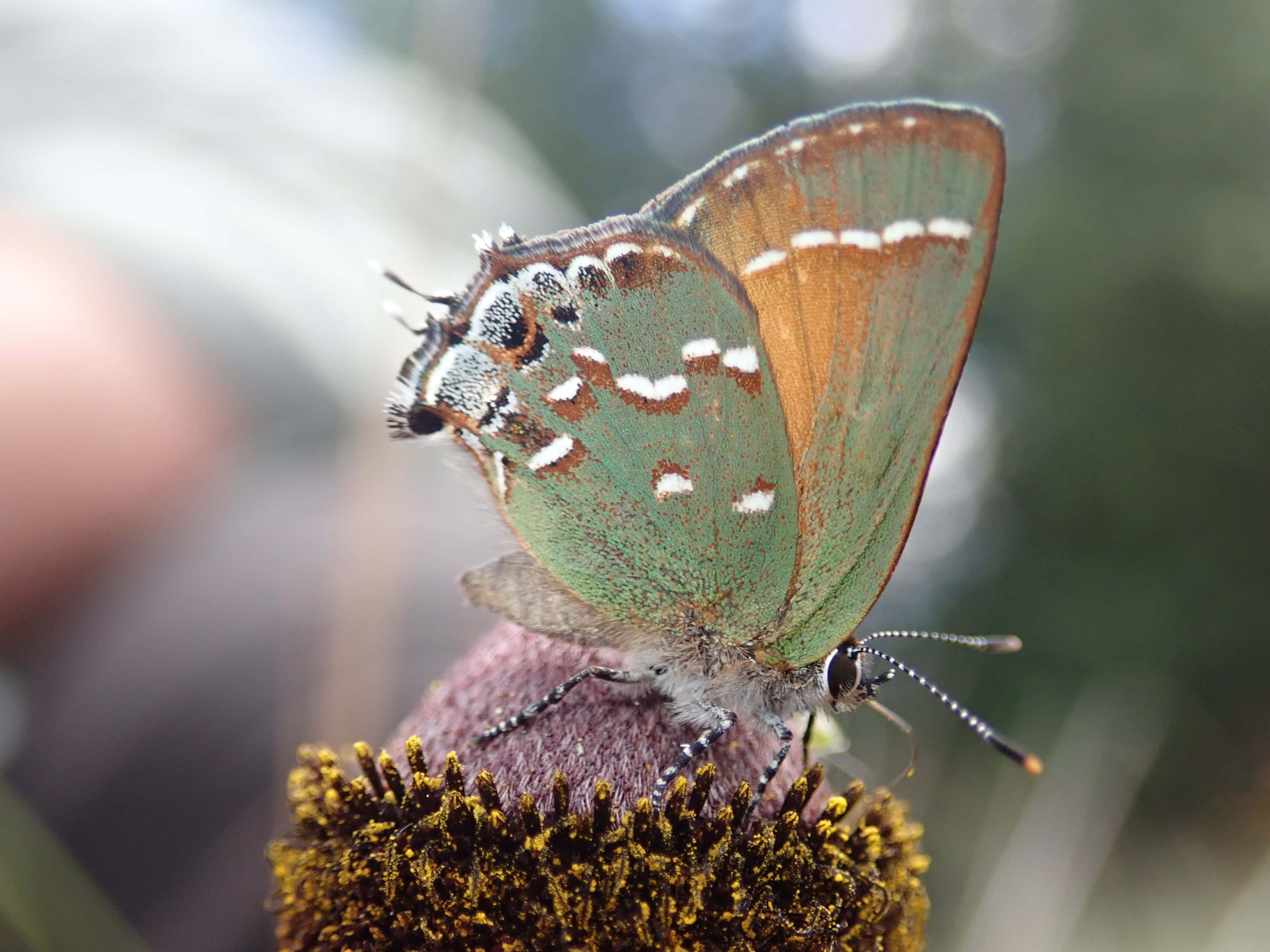 Hairstreak Butterfly, green and brown butterfly, white spots, 4K Desktop Wallpaper