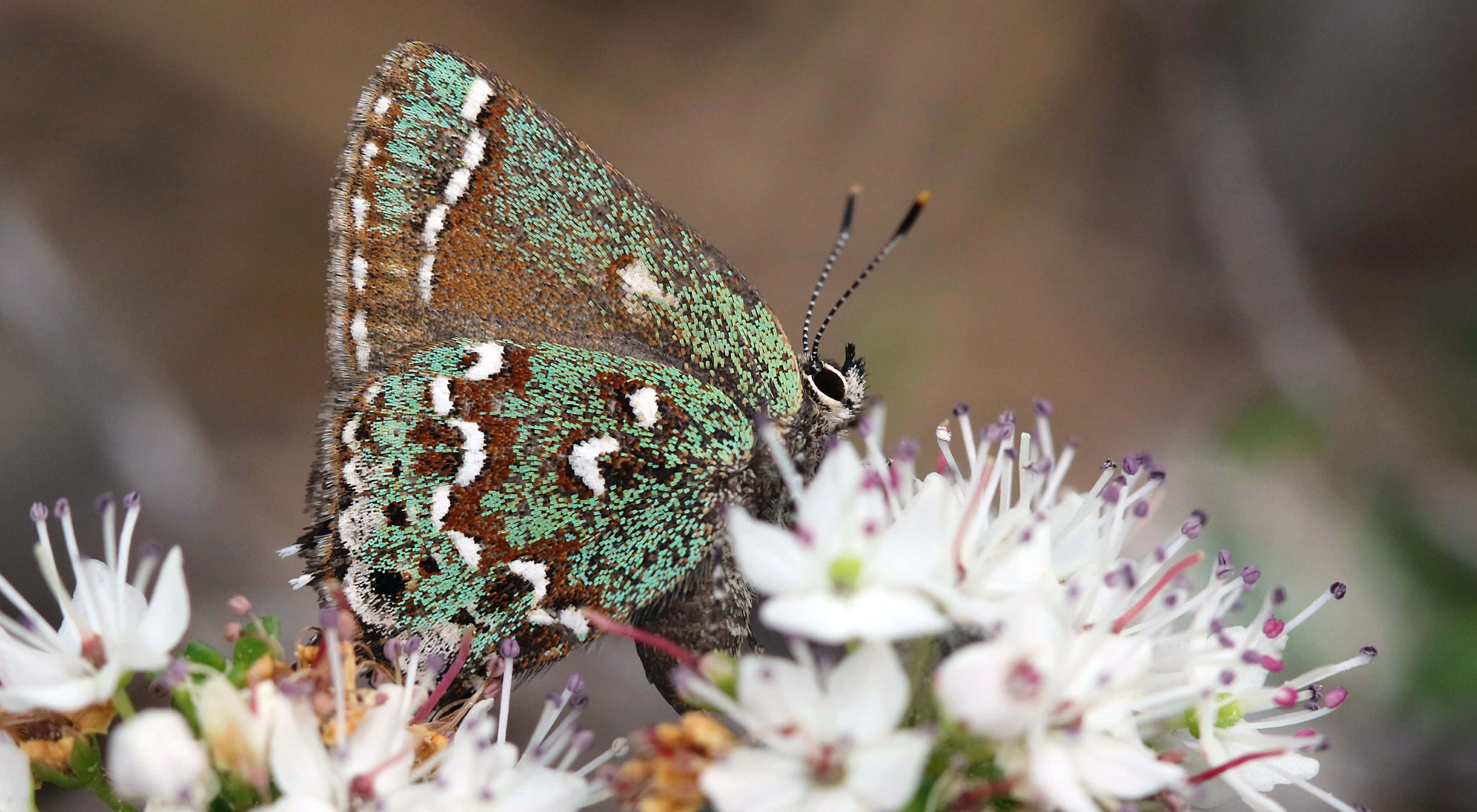 Hairstreak Butterfly, white flowers, purple stamens, 4K Desktop Wallpaper