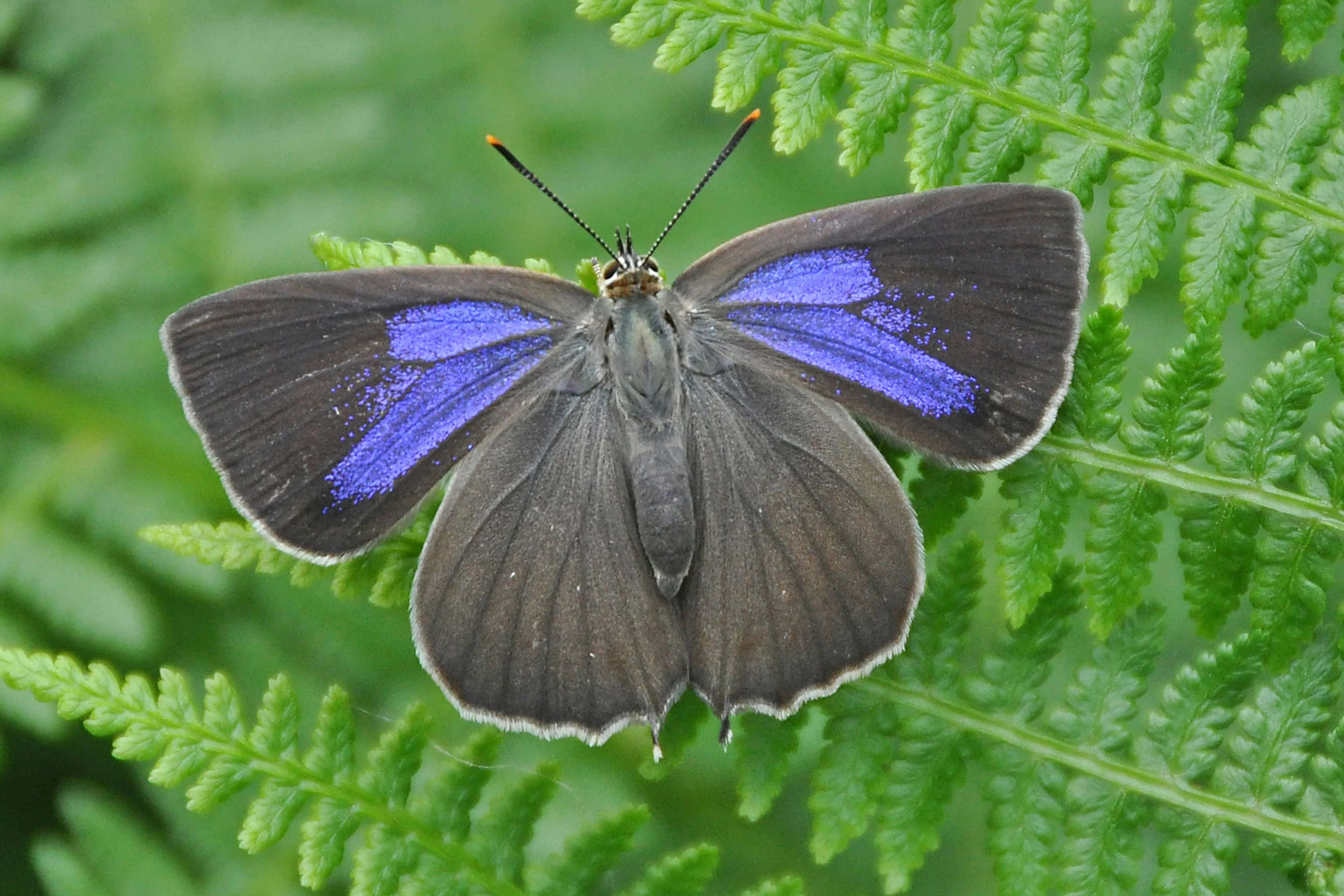 vibrant blue hairstreak butterfly, fern, gray wings, 2K Desktop Wallpaper