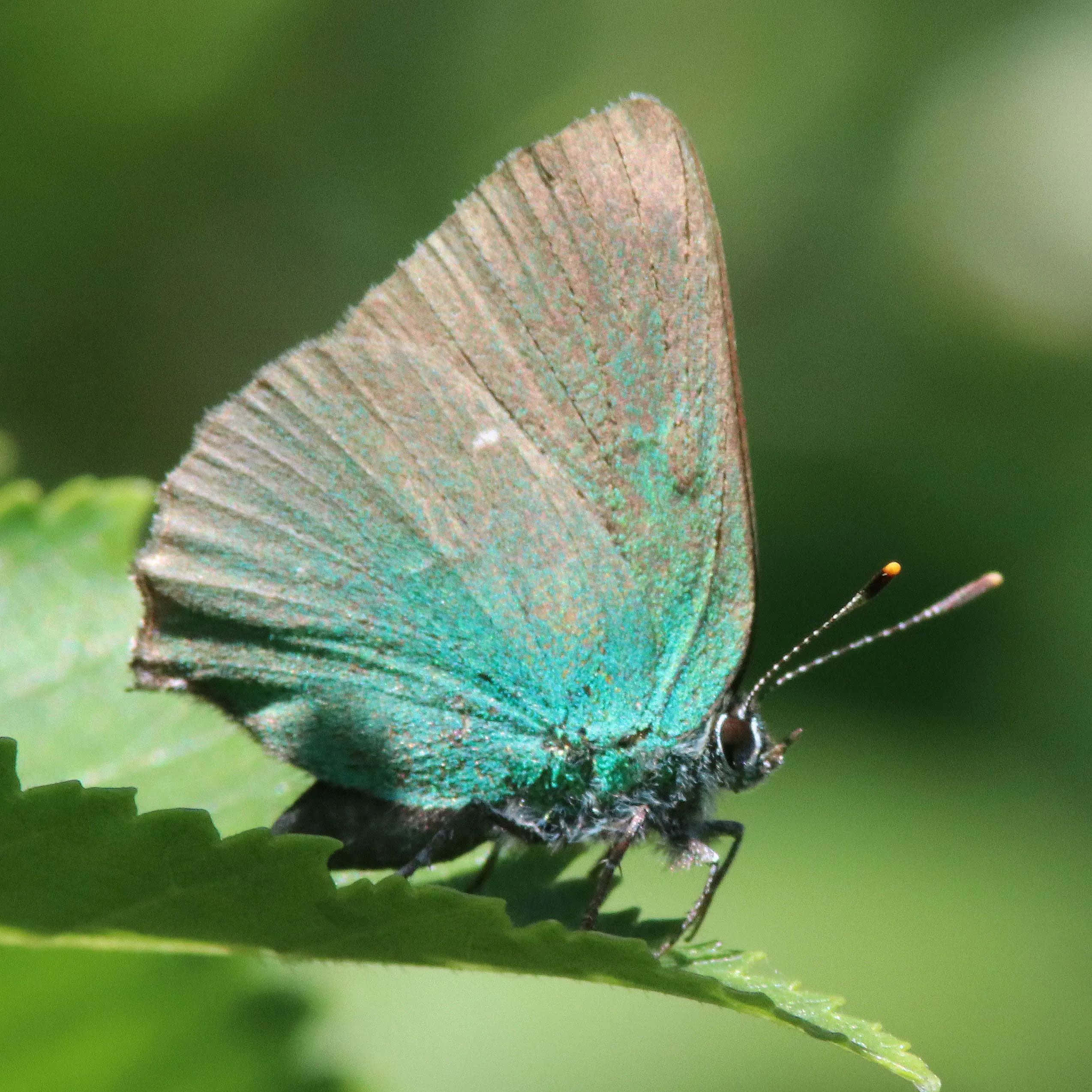 vibrant green hairstreak butterfly, brown-tipped wings, bright green leaf, Full HD Desktop Wallpaper