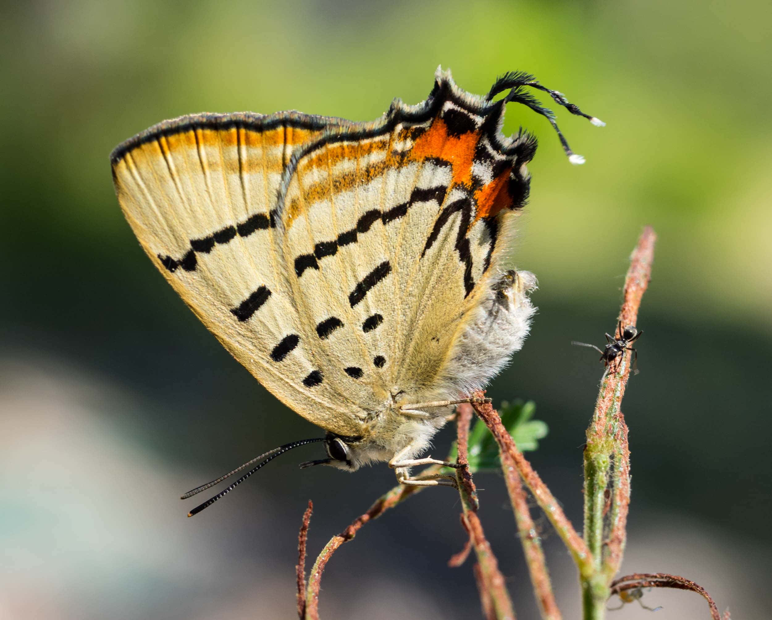 Hairstreak Butterfly, orange black and beige wings, twig, Full HD Desktop Wallpaper