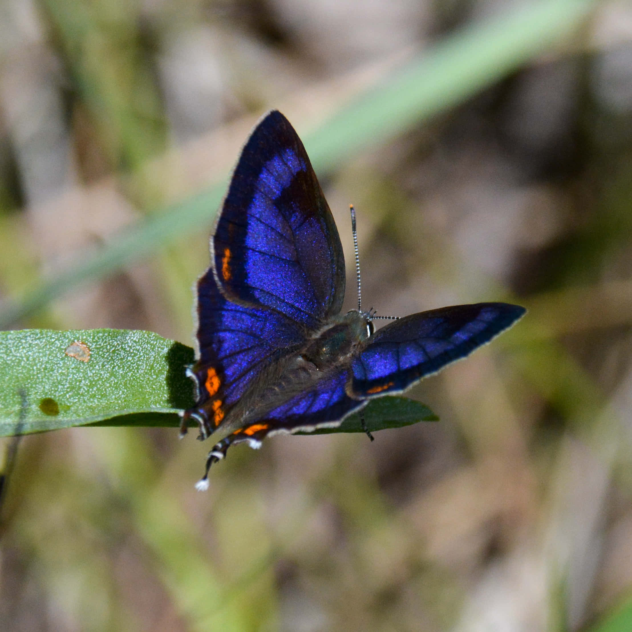 vibrant blue hairstreak butterfly, orange spots, green leaf, Full HD Desktop Wallpaper