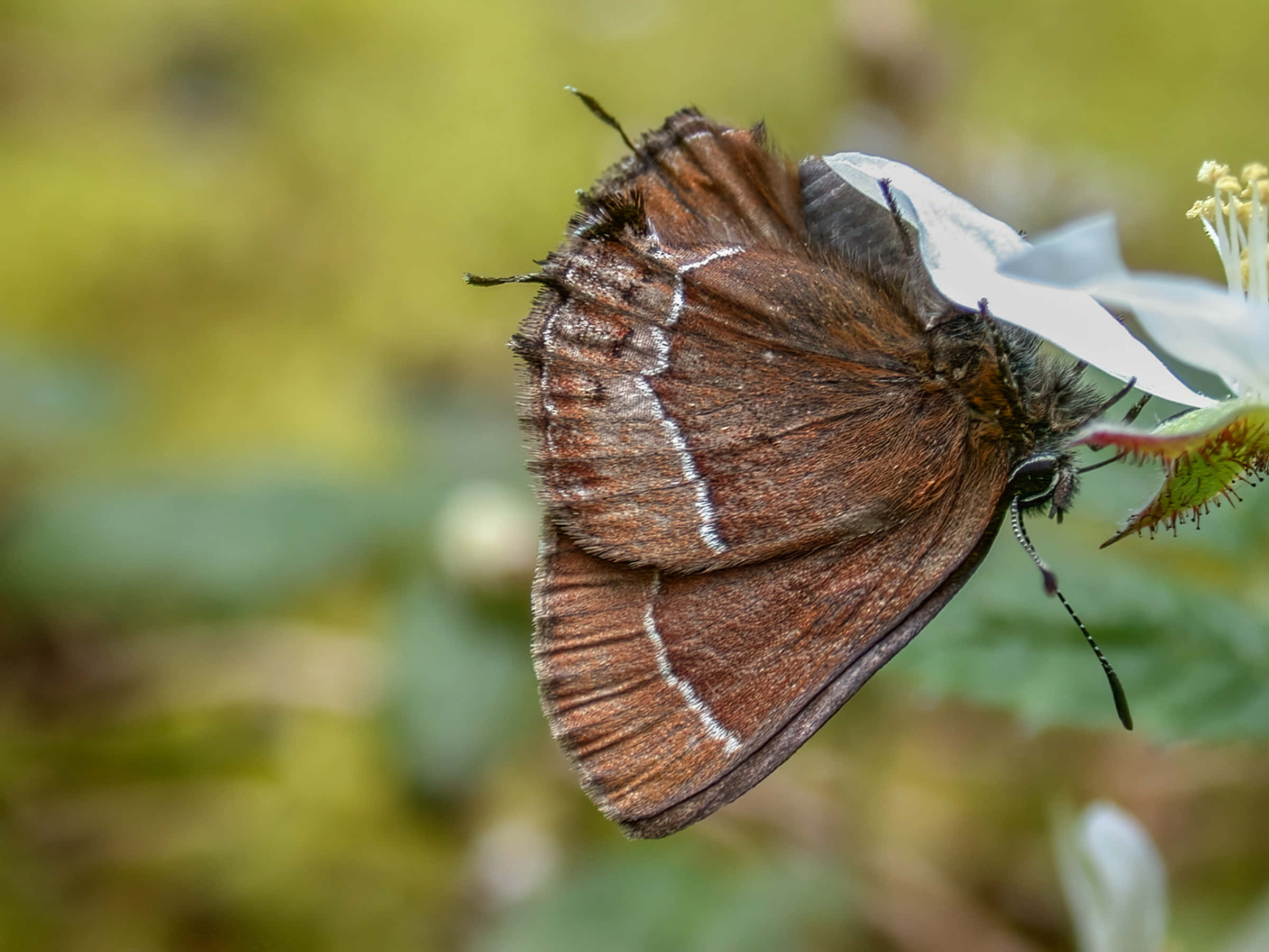 Hairstreak Butterfly, white flower, brown butterfly, Full HD Desktop Wallpaper