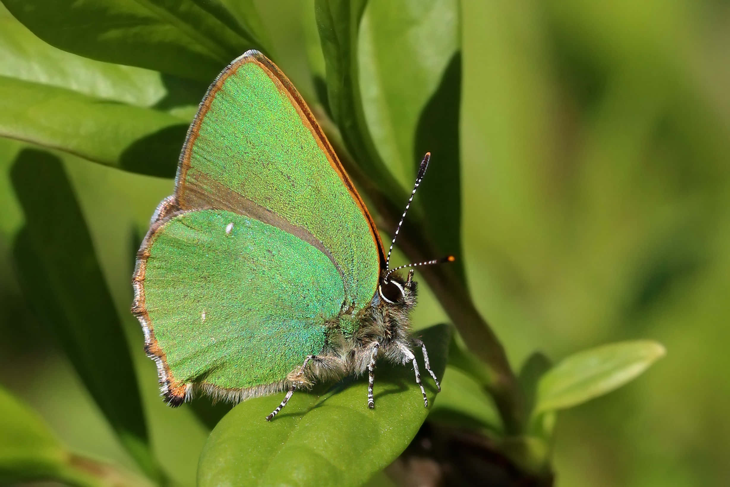 Green Hairstreak Butterfly, glossy green leaf, soft foliage, Full HD Desktop Wallpaper