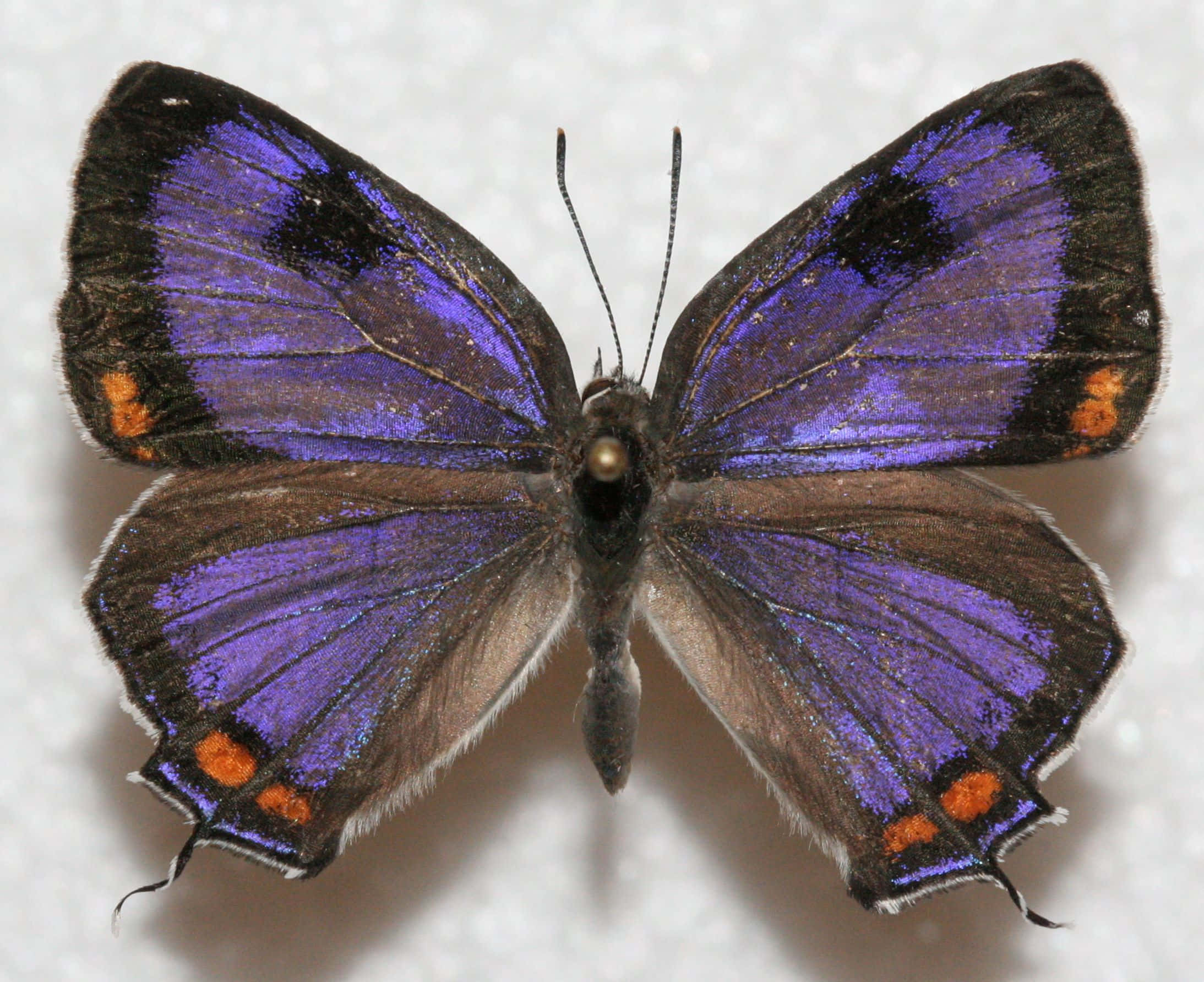 vibrant purple hairstreak butterfly, black and orange spots, white textured surface, Full HD Desktop Wallpaper