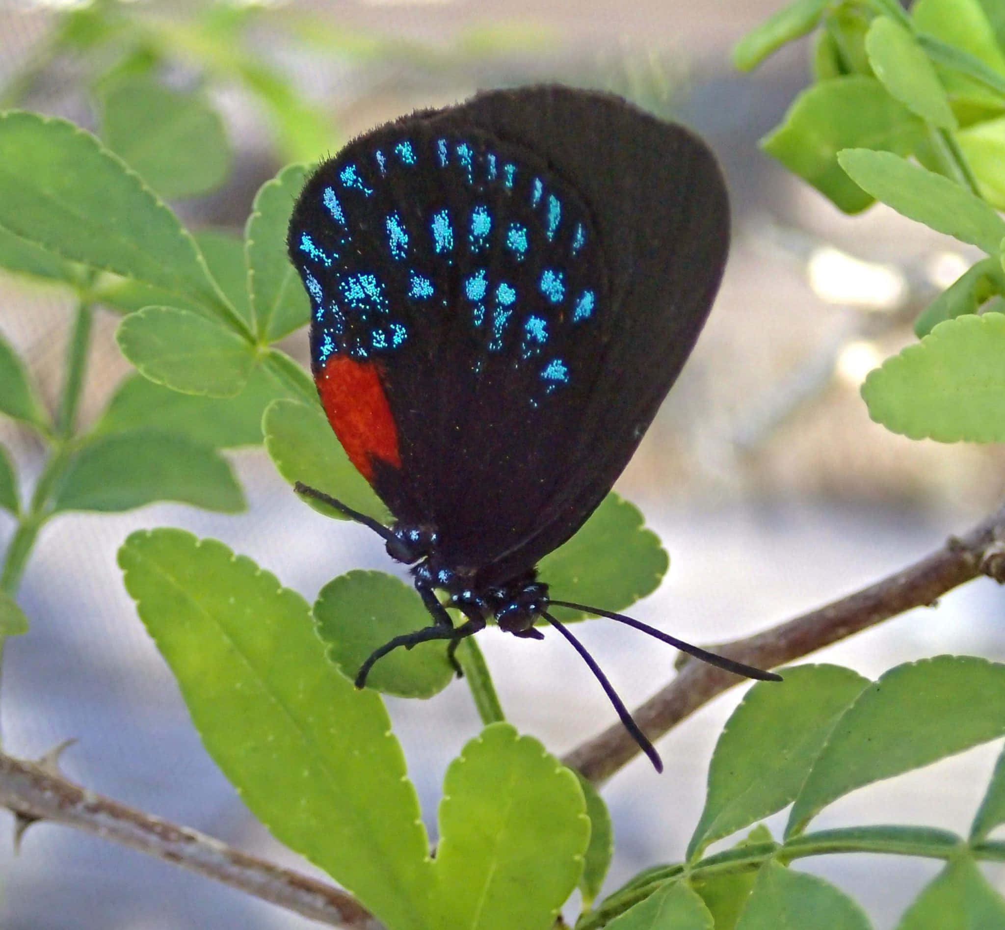 Hairstreak Butterfly, iridescent blue spots, red patch, Full HD Desktop Wallpaper