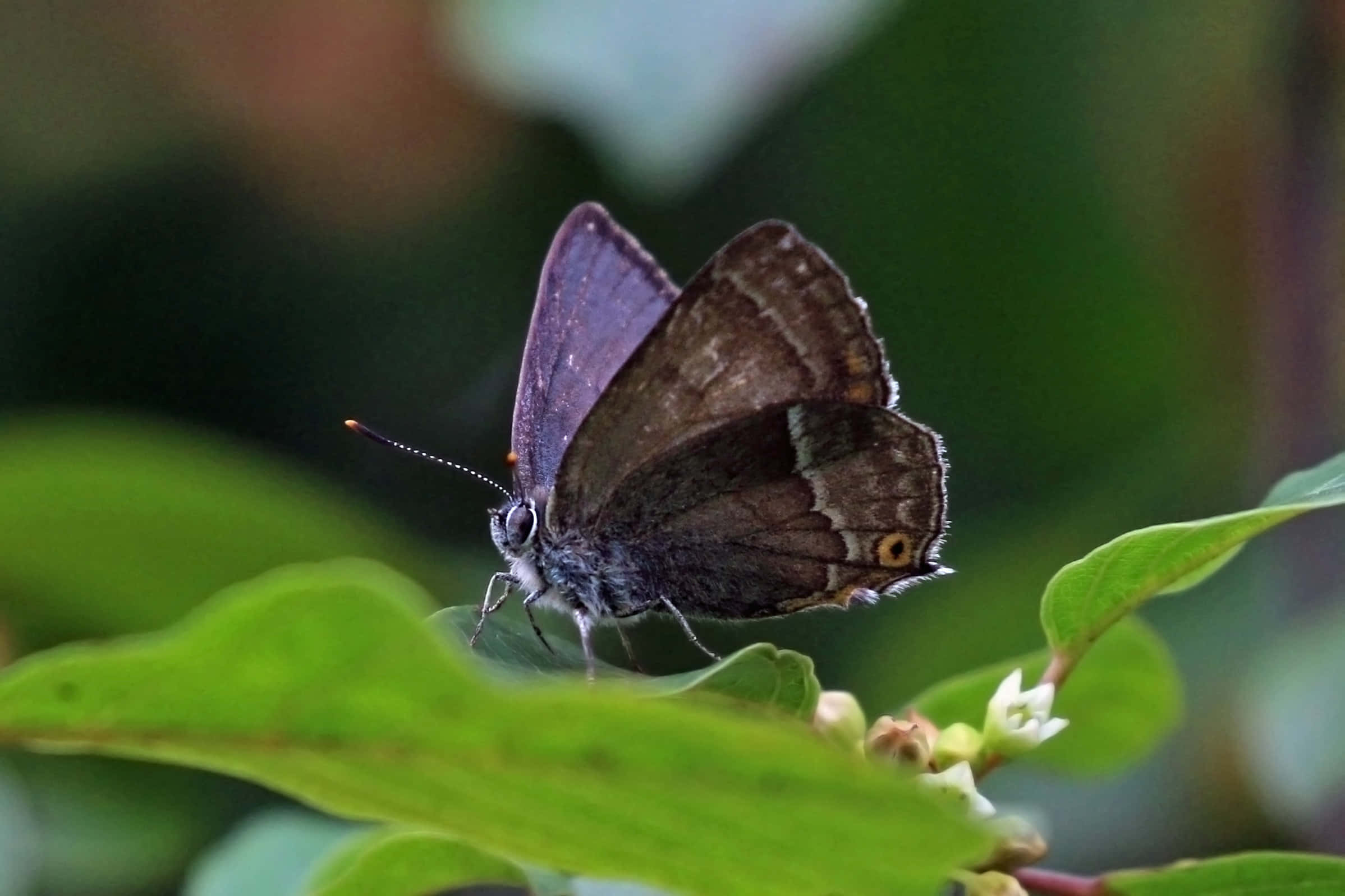 Hairstreak Butterfly, brown butterfly, orange eye spots, Full HD Desktop Wallpaper