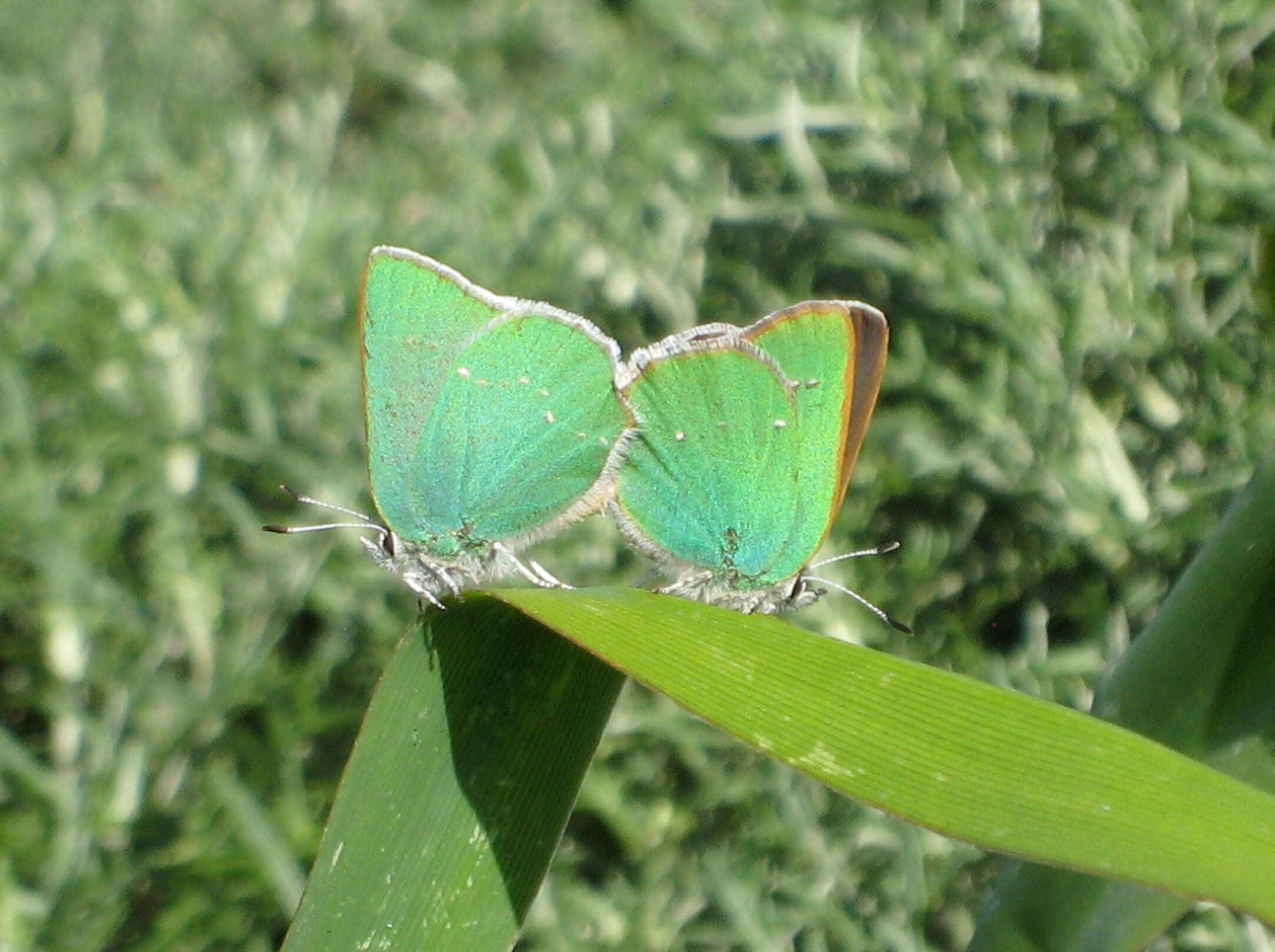 Green Hairstreak Butterfly, silver edges, broad green leaf, Full HD Desktop Wallpaper