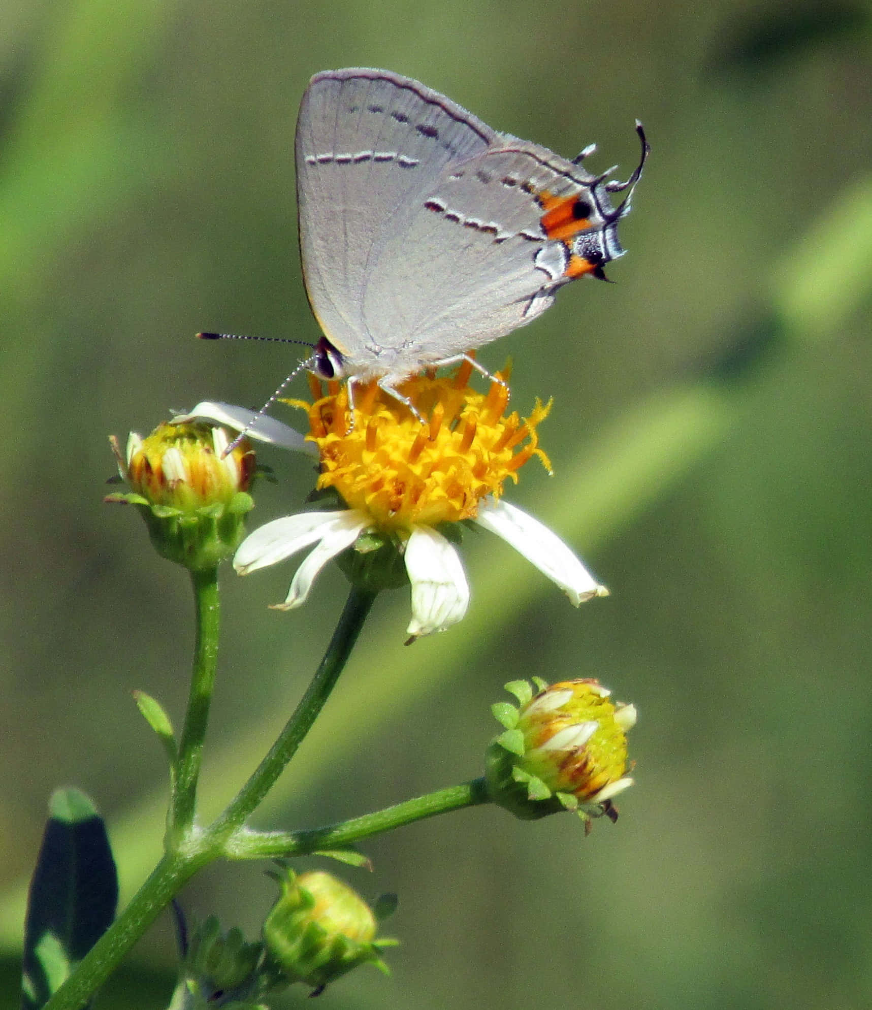Hairstreak Butterfly, flower, gray butterfly, Full HD Phone Wallpaper