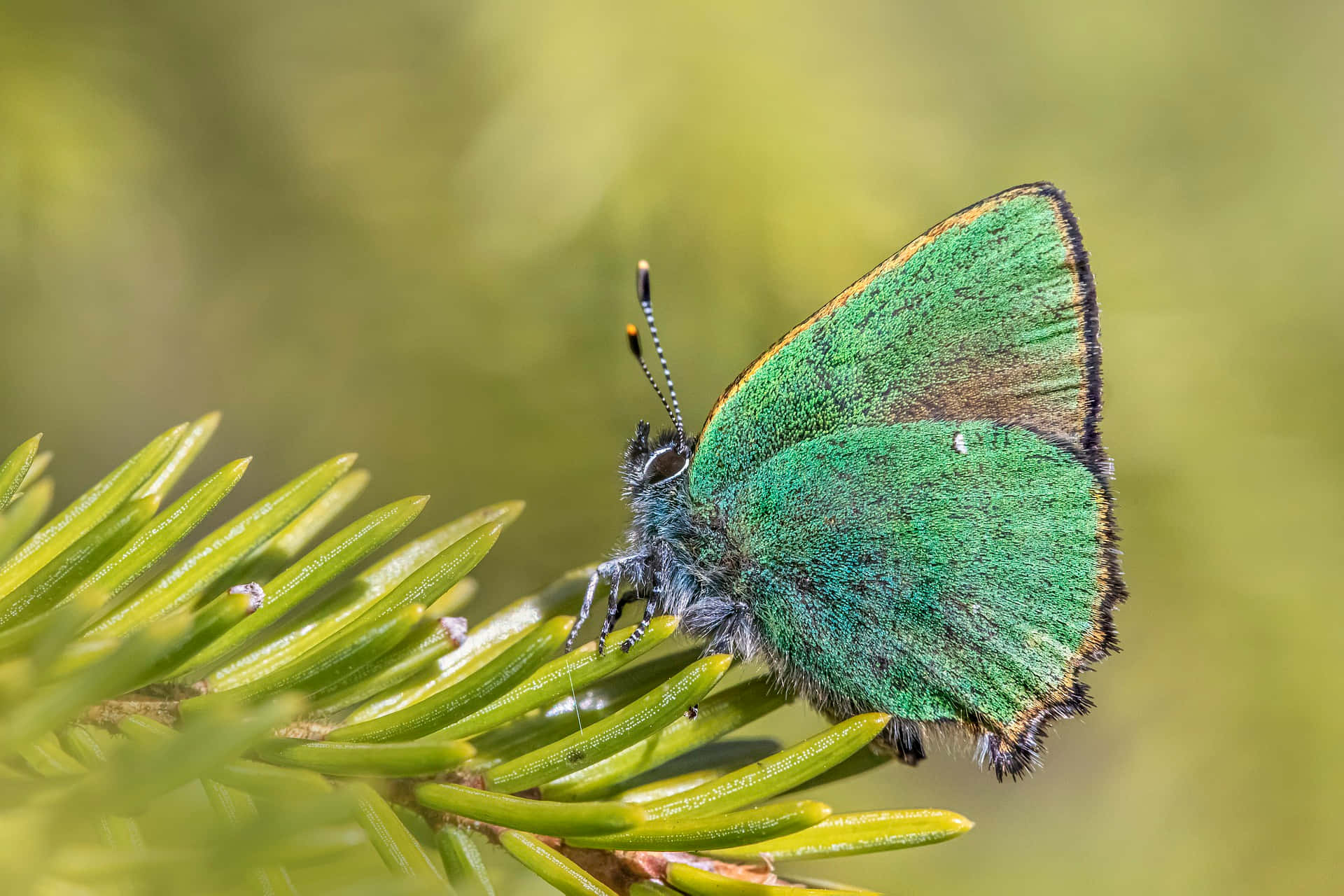 Green Hairstreak Butterfly, pine needle, iridescent wings, Full HD Desktop Wallpaper