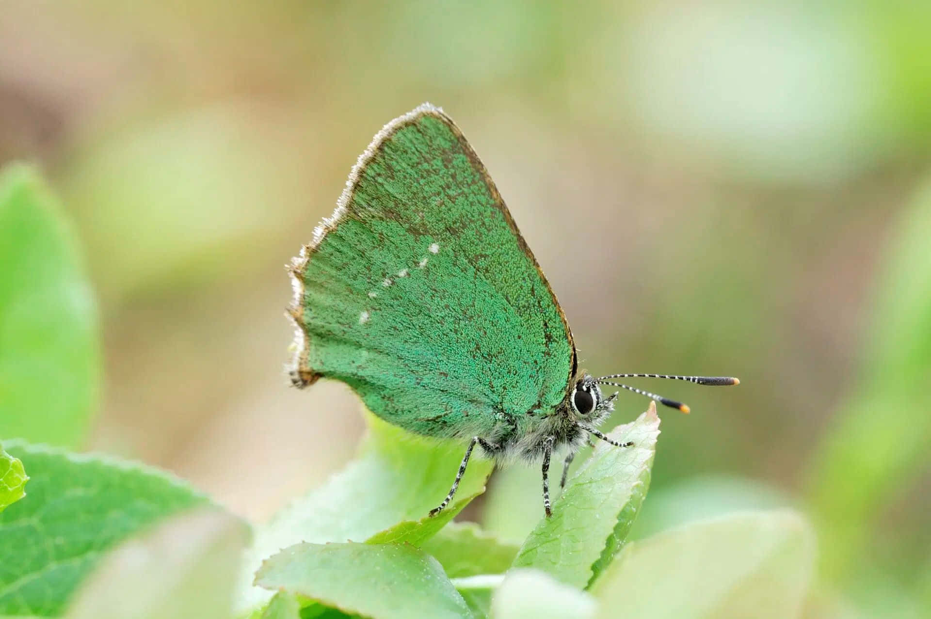 Green Hairstreak Butterfly, delicate white spots, leaf, Full HD Desktop Wallpaper