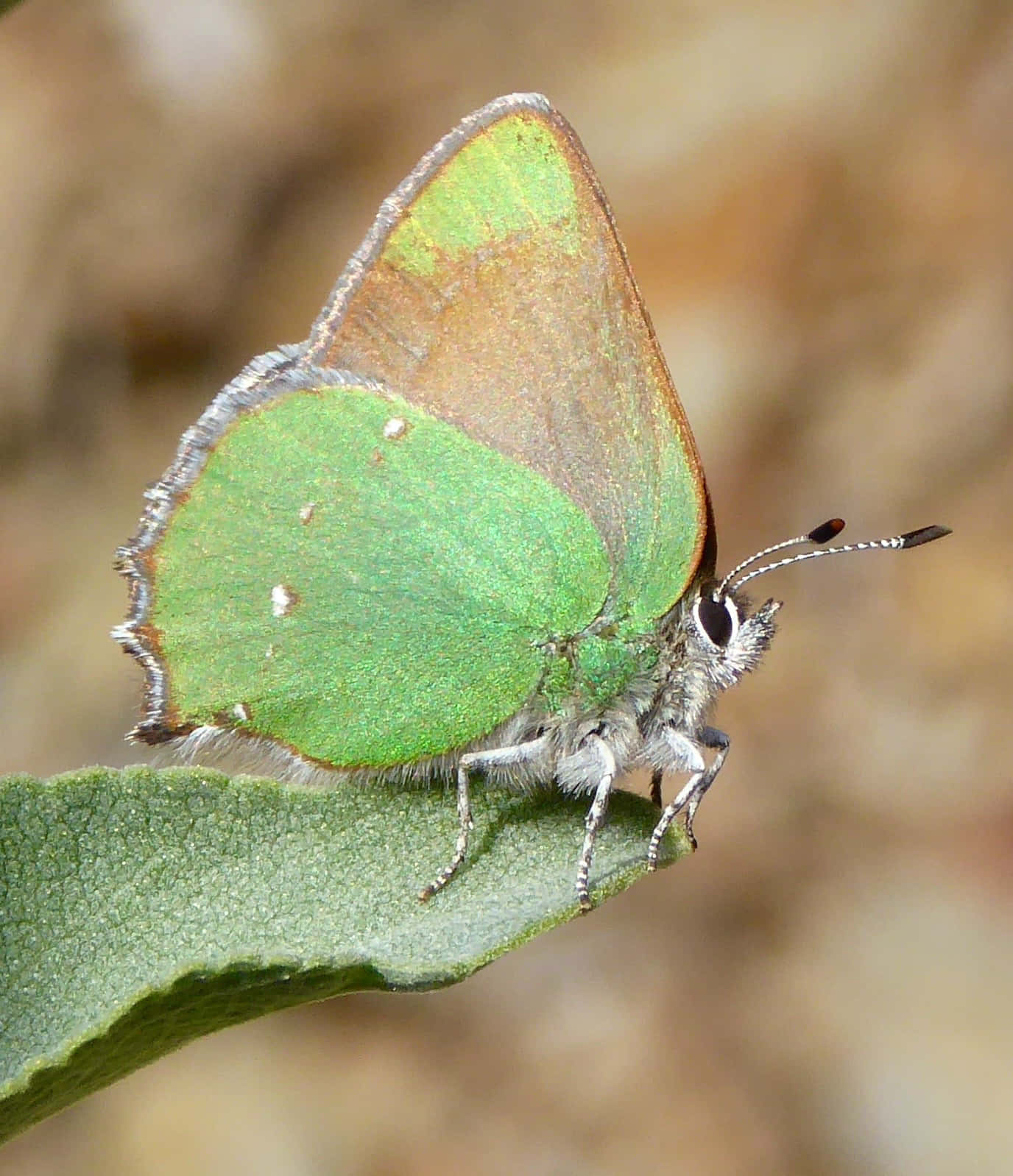 Green Hairstreak Butterfly, silver fringed wings, textured green leaf, HD Phone Wallpaper