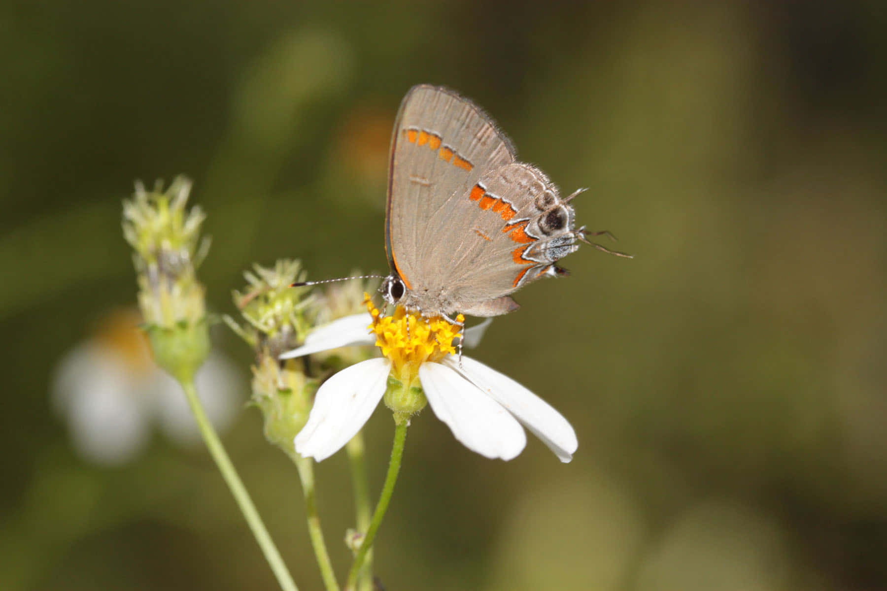 gray hairstreak butterfly, white flower, orange markings, HD Desktop Wallpaper