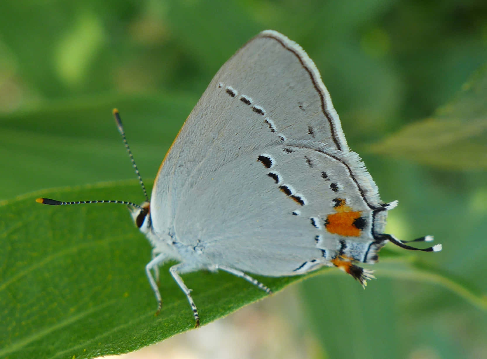 gray hairstreak butterfly, orange and black spots, vibrant green leaf, HD Desktop Wallpaper