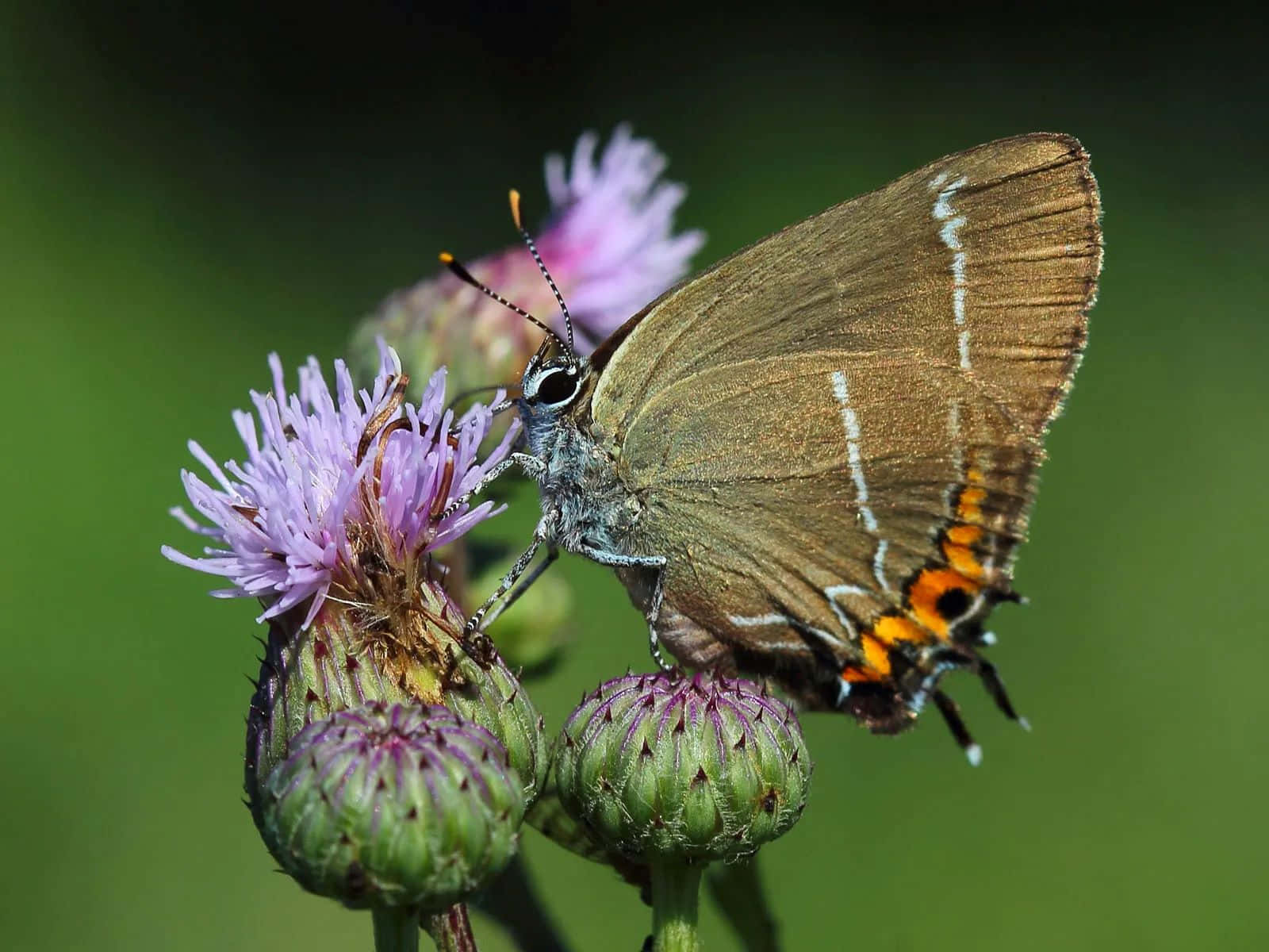 Hairstreak Butterfly, purple thistle flower, brown butterfly, HD Desktop Wallpaper