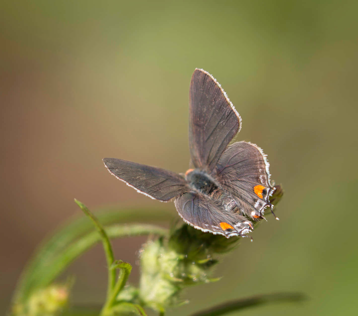 Gray Hairstreak Butterfly, thistle bud, green background, HD Desktop Wallpaper