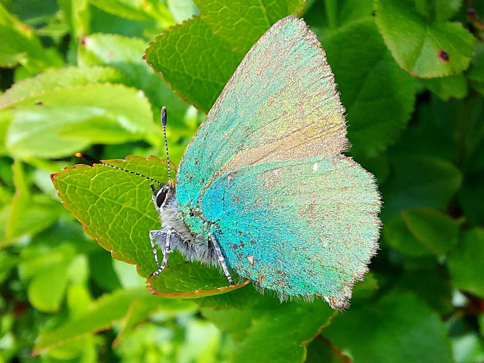 vibrant hairstreak butterfly, turquoise, iridescent wings, HD Desktop Wallpaper