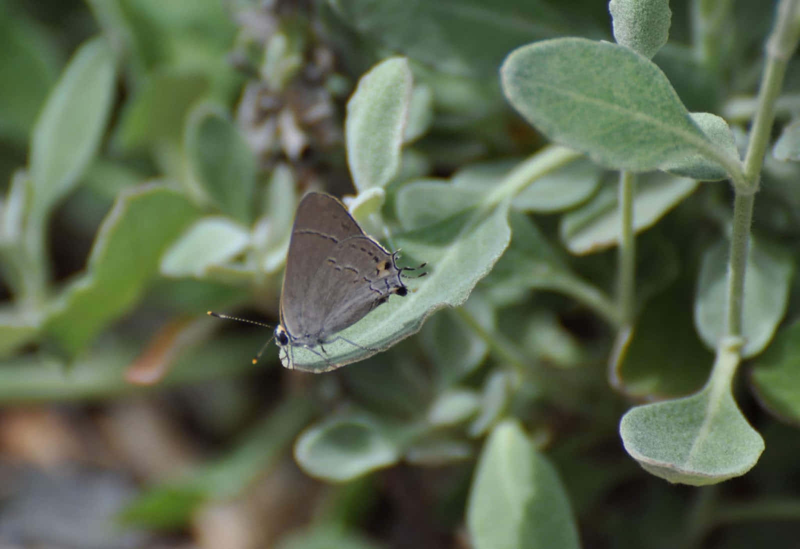 Hairstreak Butterfly, green leaves, gray butterfly, HD Desktop Wallpaper