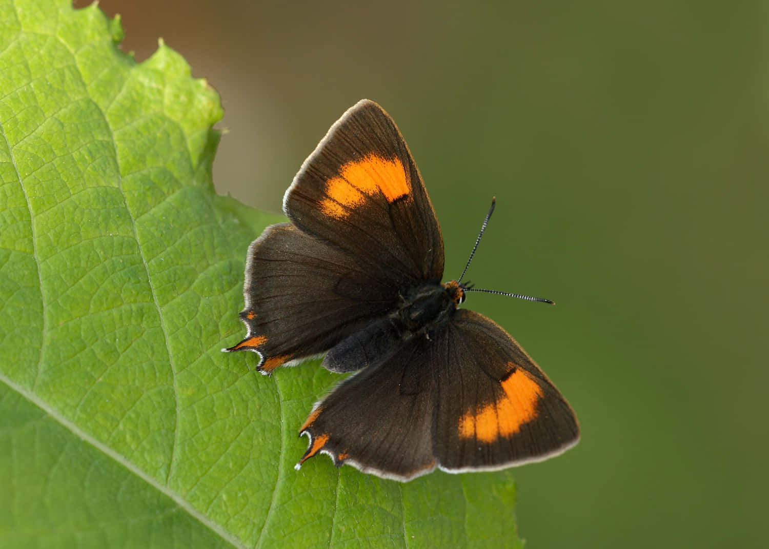 Hairstreak Butterfly, vibrant green leaf, bright orange spots, HD Desktop Wallpaper