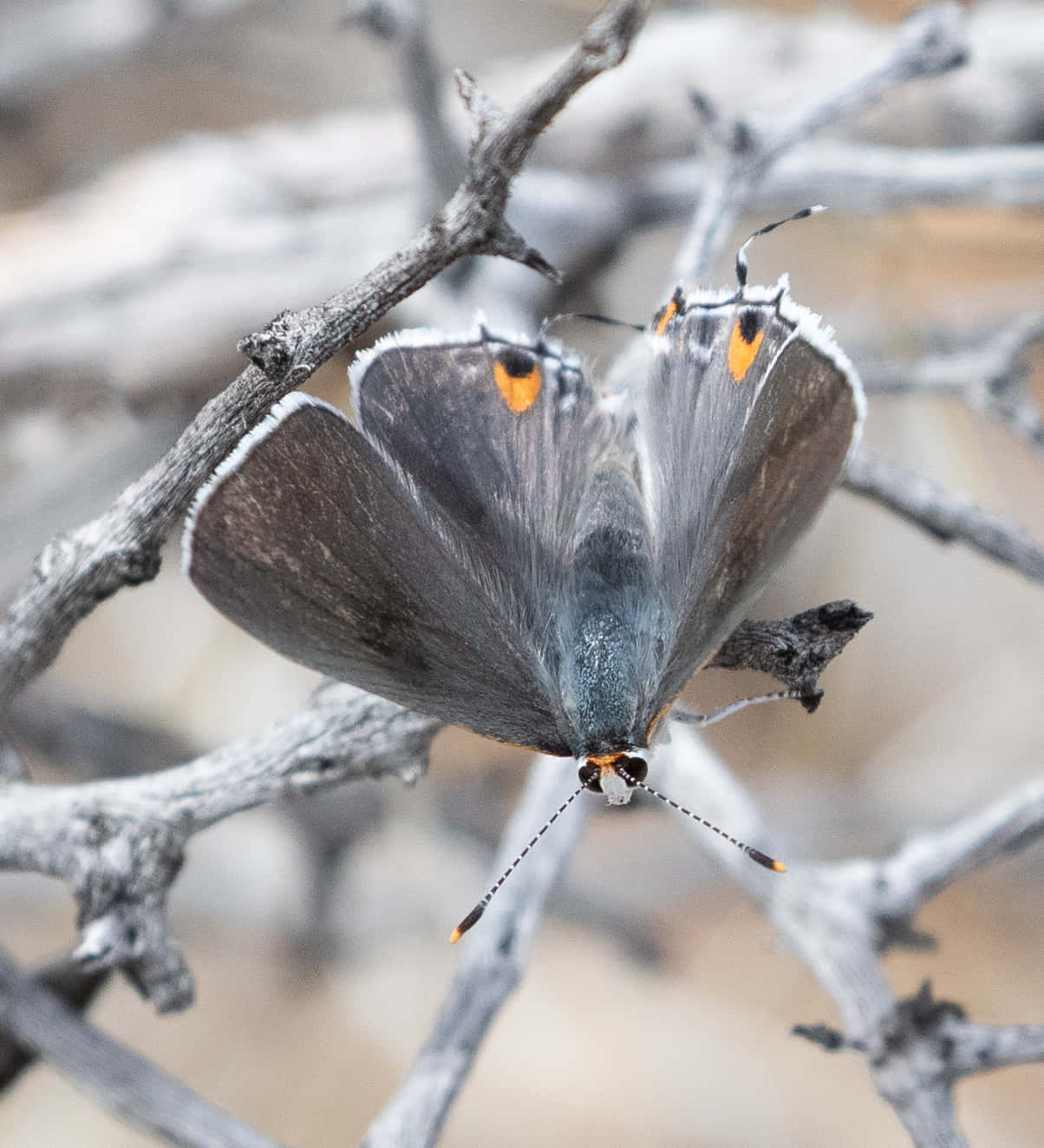 Gray Hairstreak Butterfly, orange spots, white fringed wings, HD Phone Wallpaper