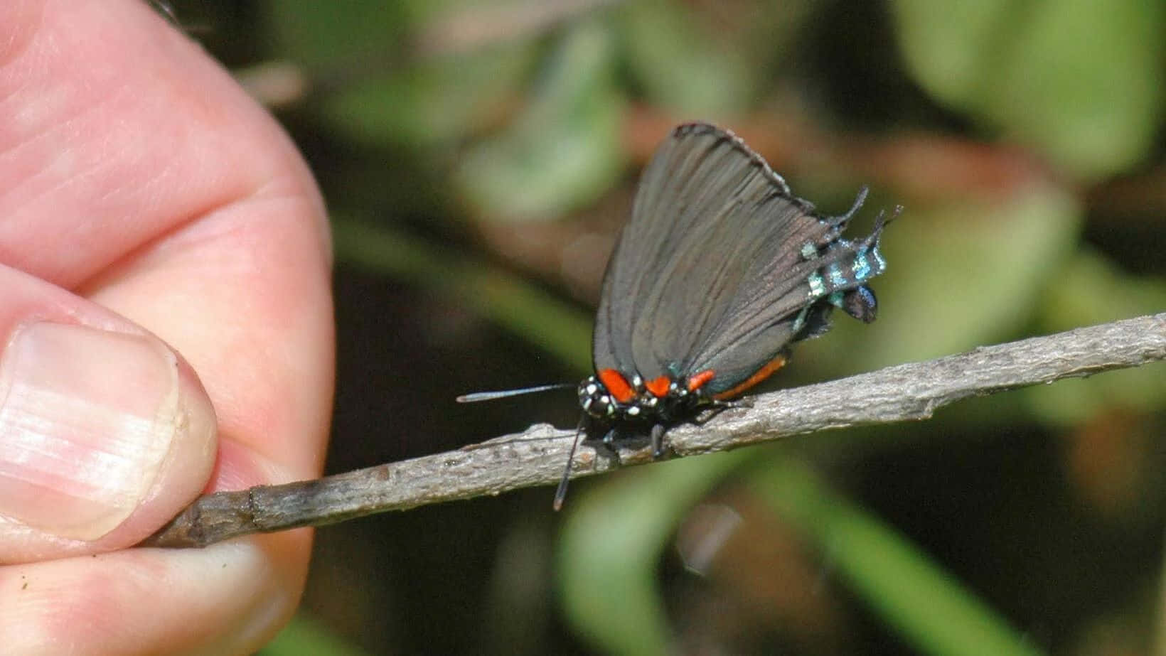 Hairstreak Butterfly, twig, red orange spots, HD Desktop Wallpaper