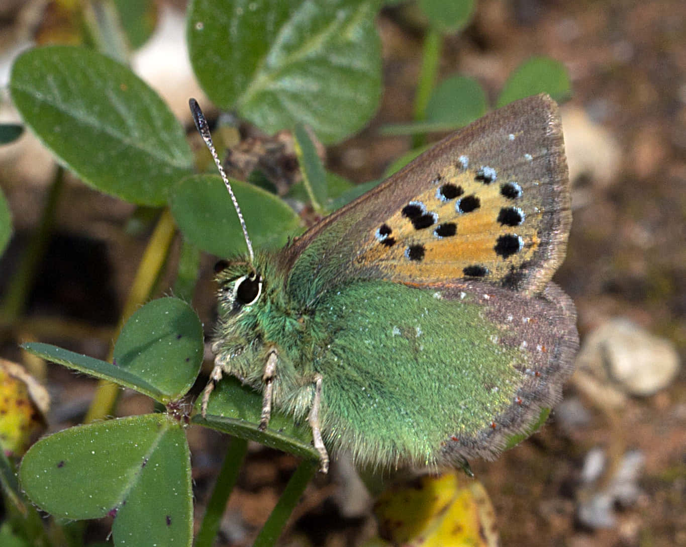 hairstreak butterfly, green butterfly, brown wings, HD Desktop Wallpaper
