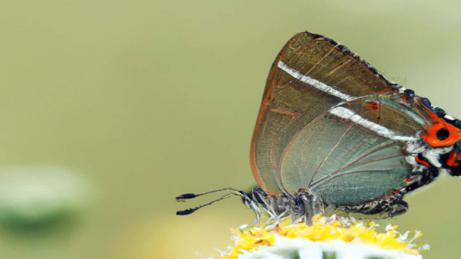 Hairstreak Butterfly, gray wings, orange spots, HD Desktop Wallpaper