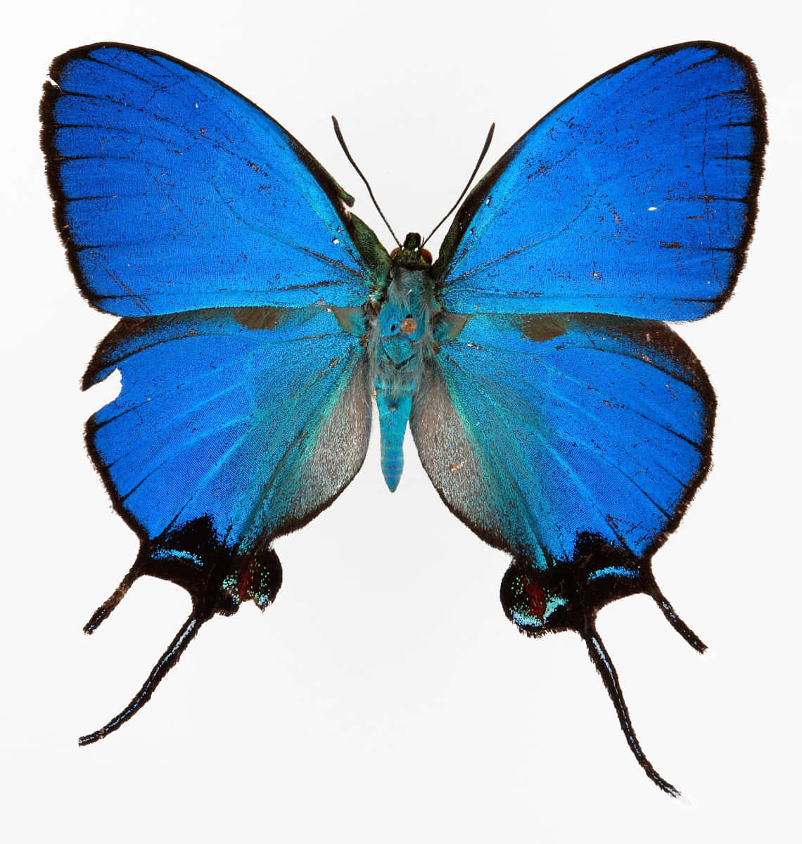vibrant blue hairstreak butterfly, iridescent wings, black-tipped tails, SD Phone Wallpaper