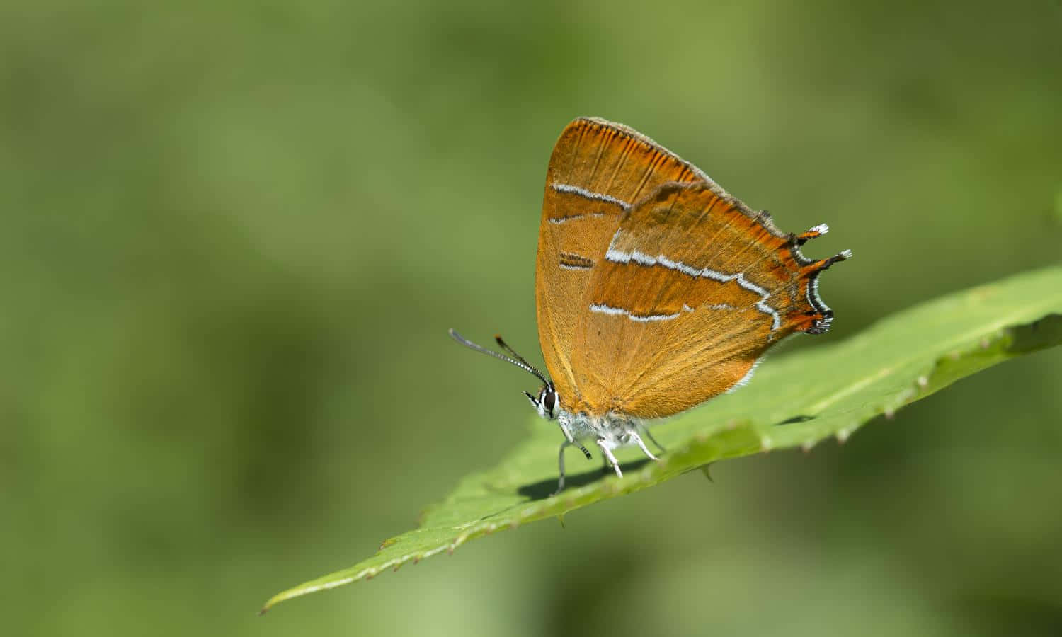 Brown Hairstreak Butterfly, leaf, green leaf, HD Desktop Wallpaper