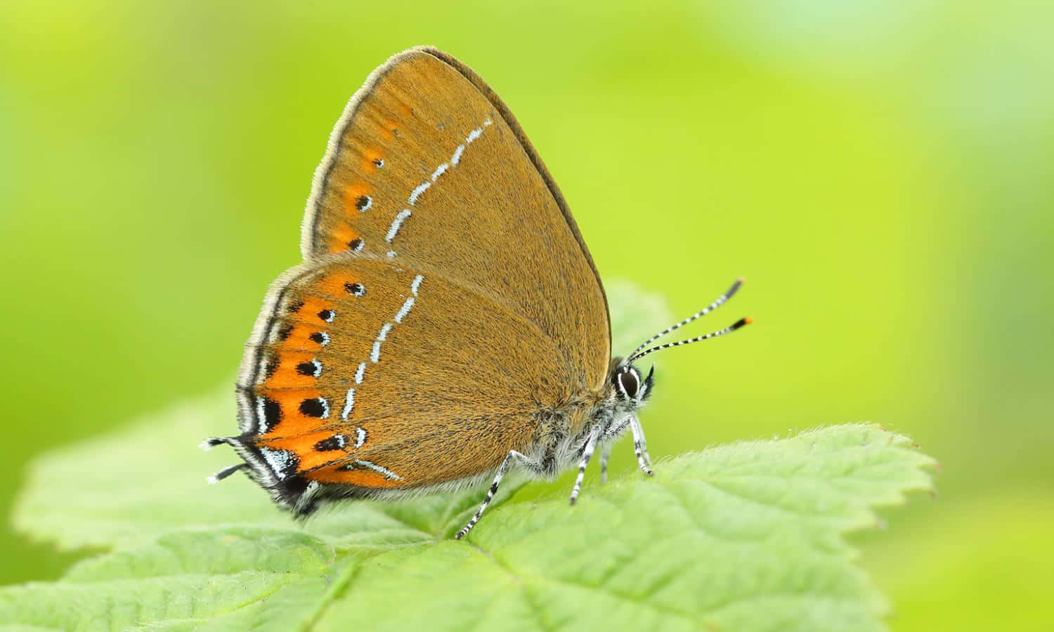 Hairstreak Butterfly, vibrant green leaf, brown orange and white butterfly, HD Desktop Wallpaper