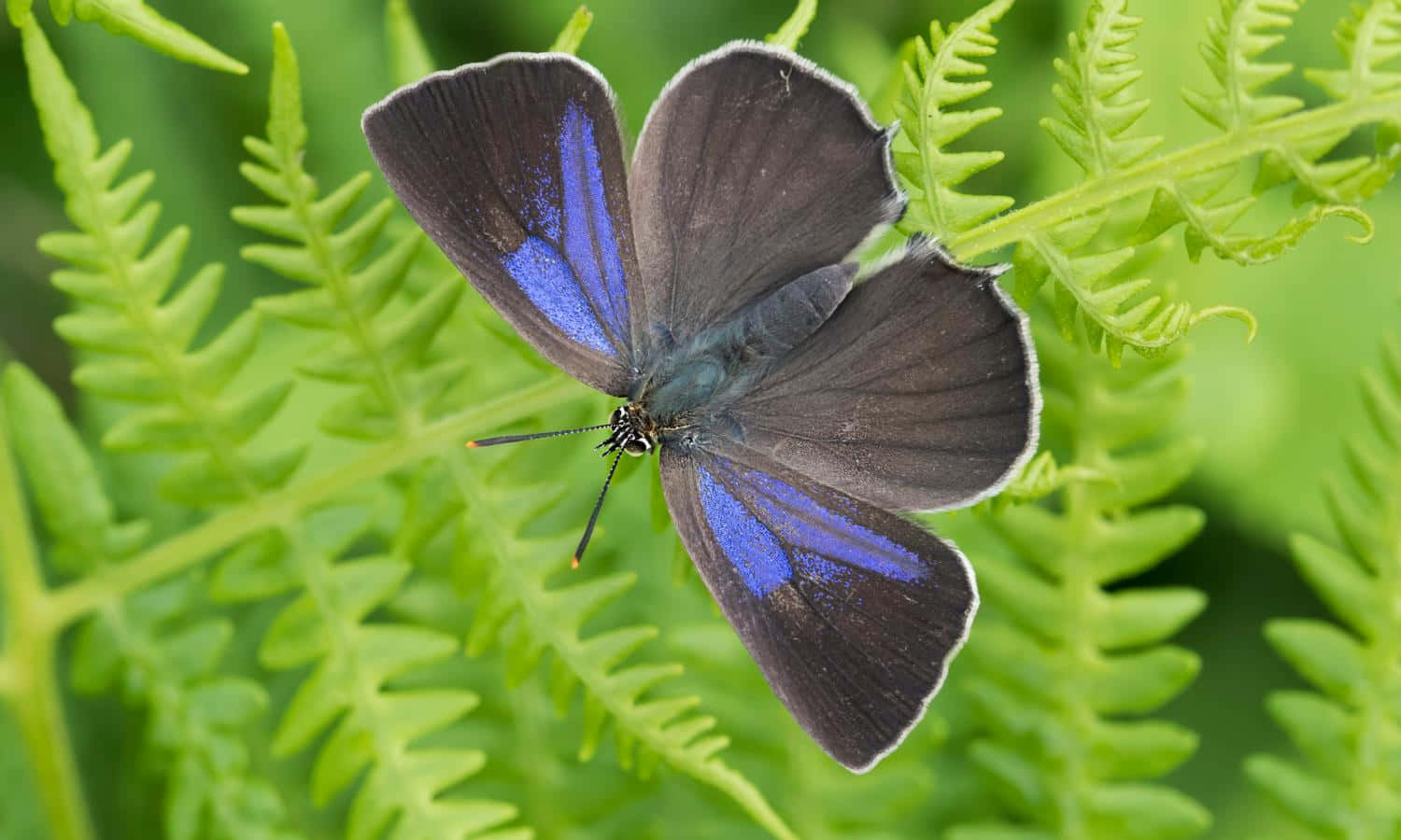vibrant blue hairstreak butterfly, dark gray butterfly, vibrant blue wing patches, HD Desktop Wallpaper