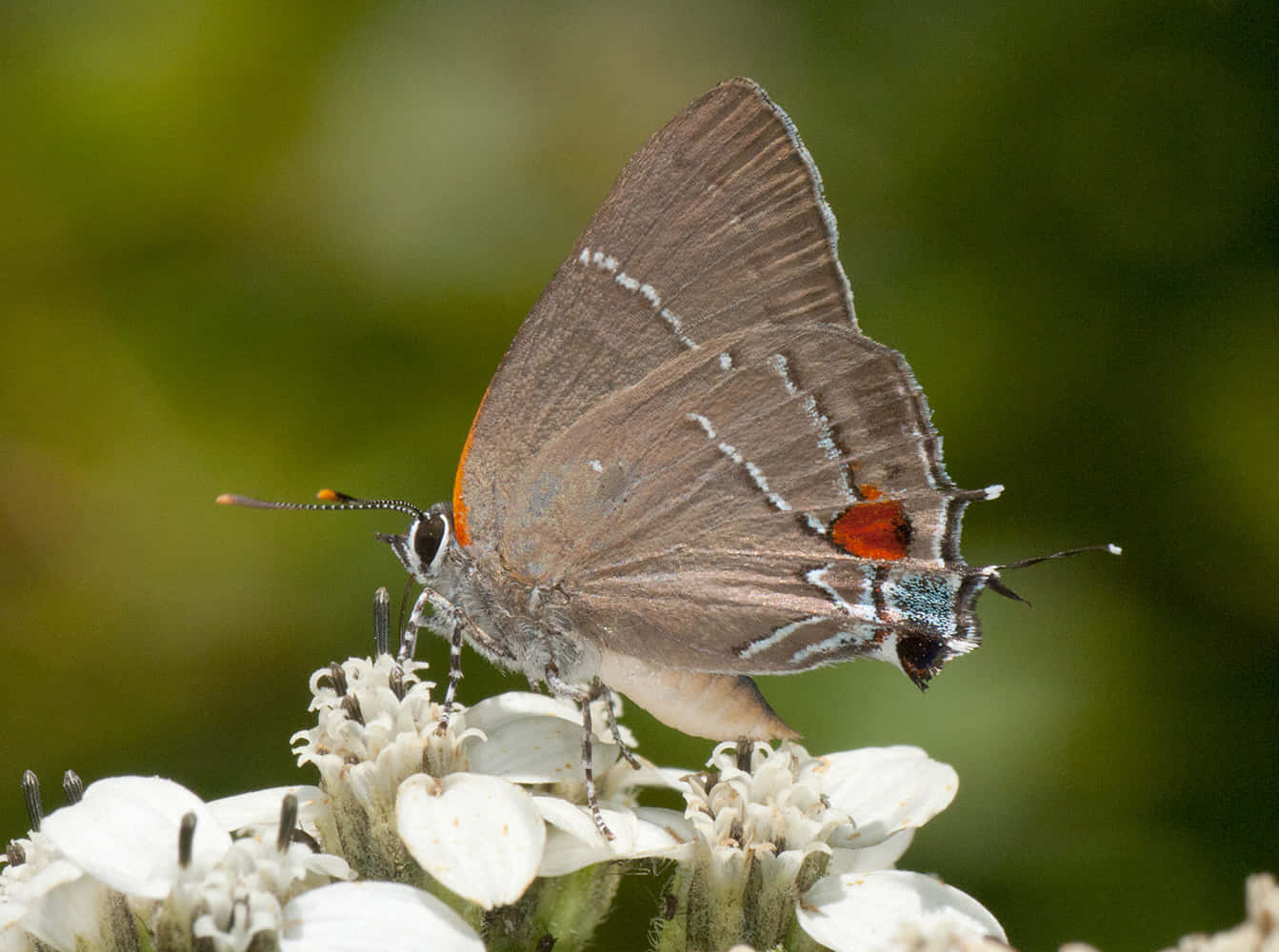 Hairstreak Butterfly, white flower, gray butterfly, HD Desktop Wallpaper