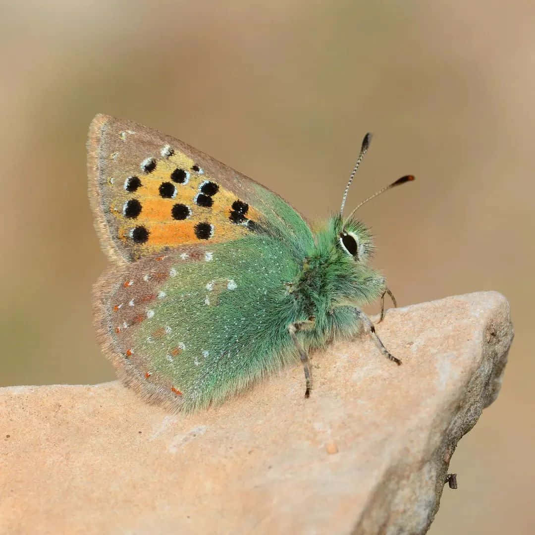colorful hairstreak butterfly, rock, vibrant green, SD Desktop Wallpaper