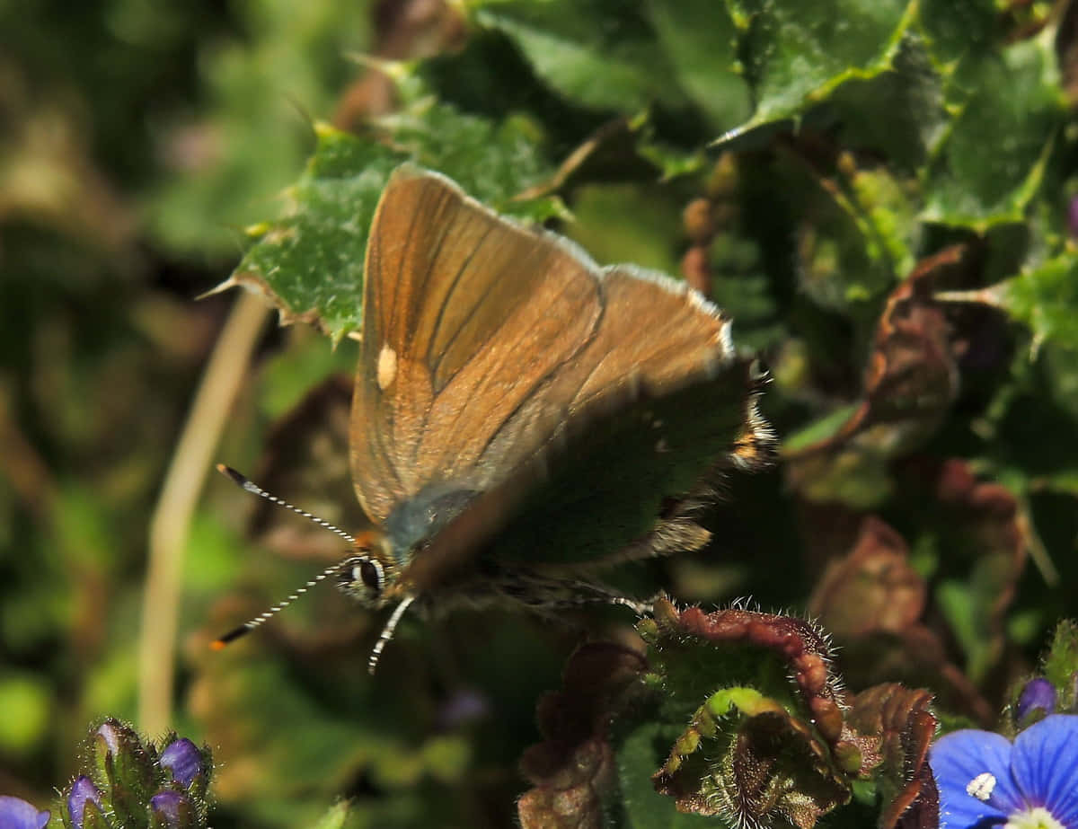 brown hairstreak butterfly, white fringed wings, spiky green leaf, SD Desktop Wallpaper